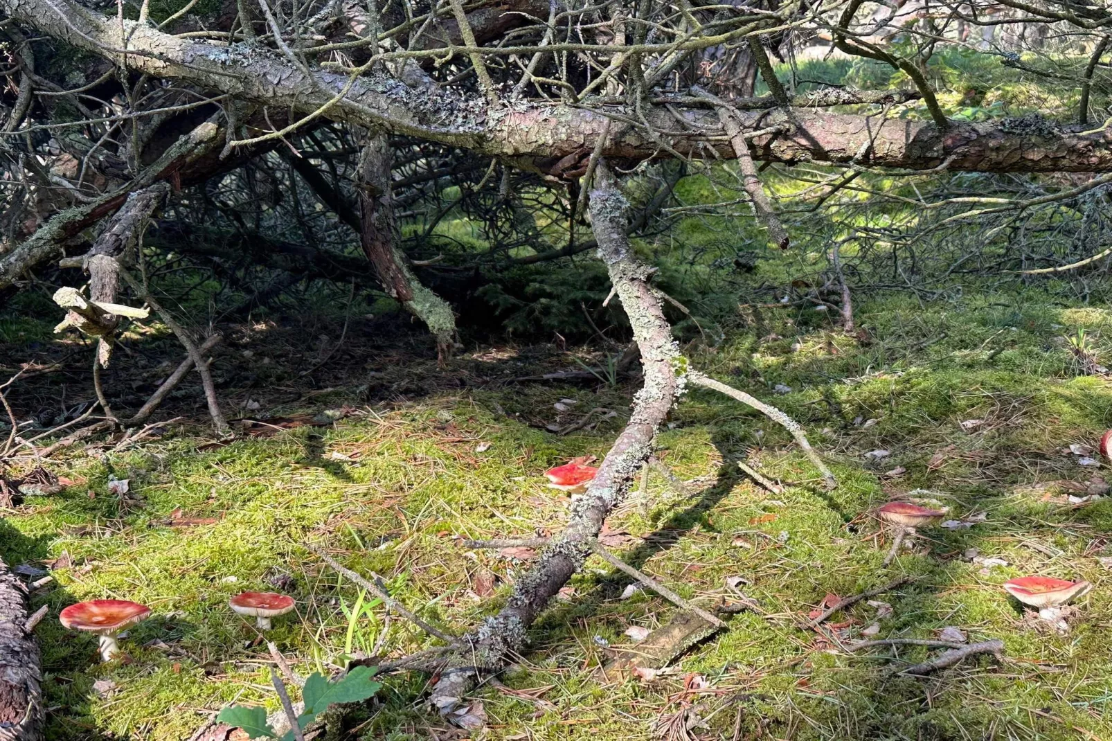 Luxe retraite in Liseleje -- By Traum Ferienwohnungen-Niet-getagd