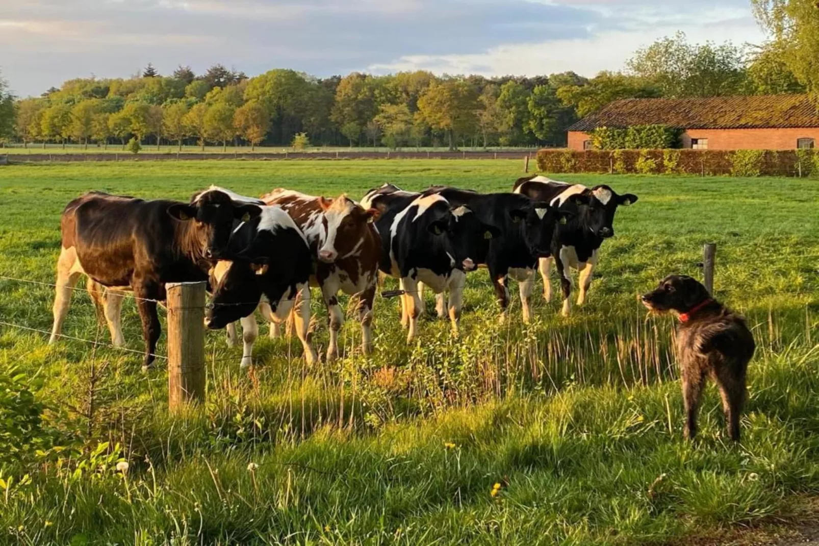Vakantiepark De Lochemse Berg 2-Gebieden zomer 20km