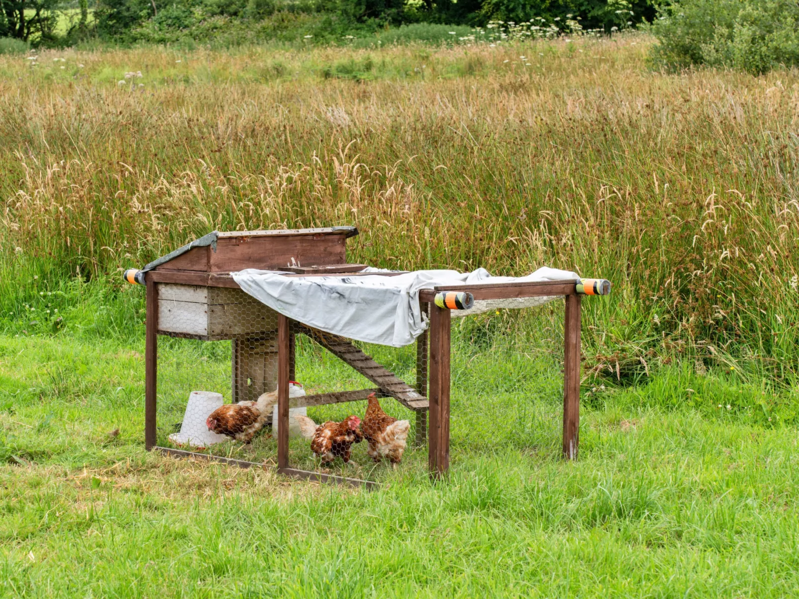 Beech Lotus Belle Tent-Buiten
