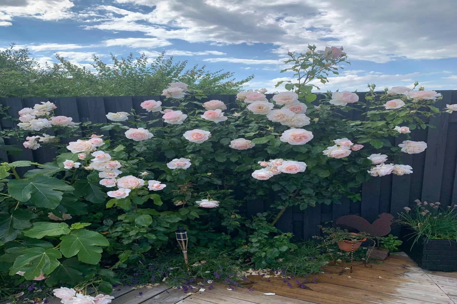 5 sterren vakantie huis in Otterup-Buitenlucht