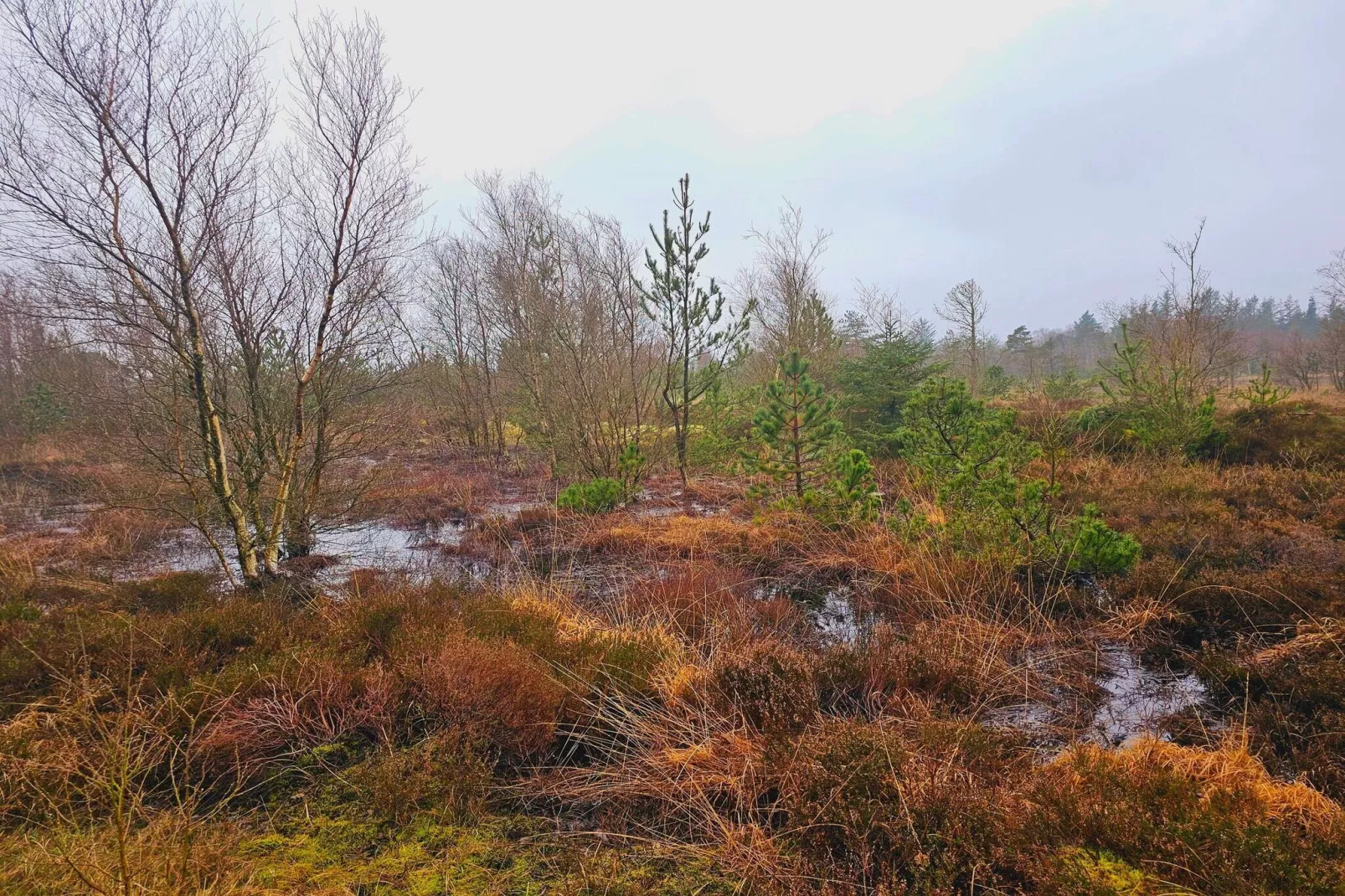 4 persoons vakantie huis in Nørre Nebel-Niet-getagd