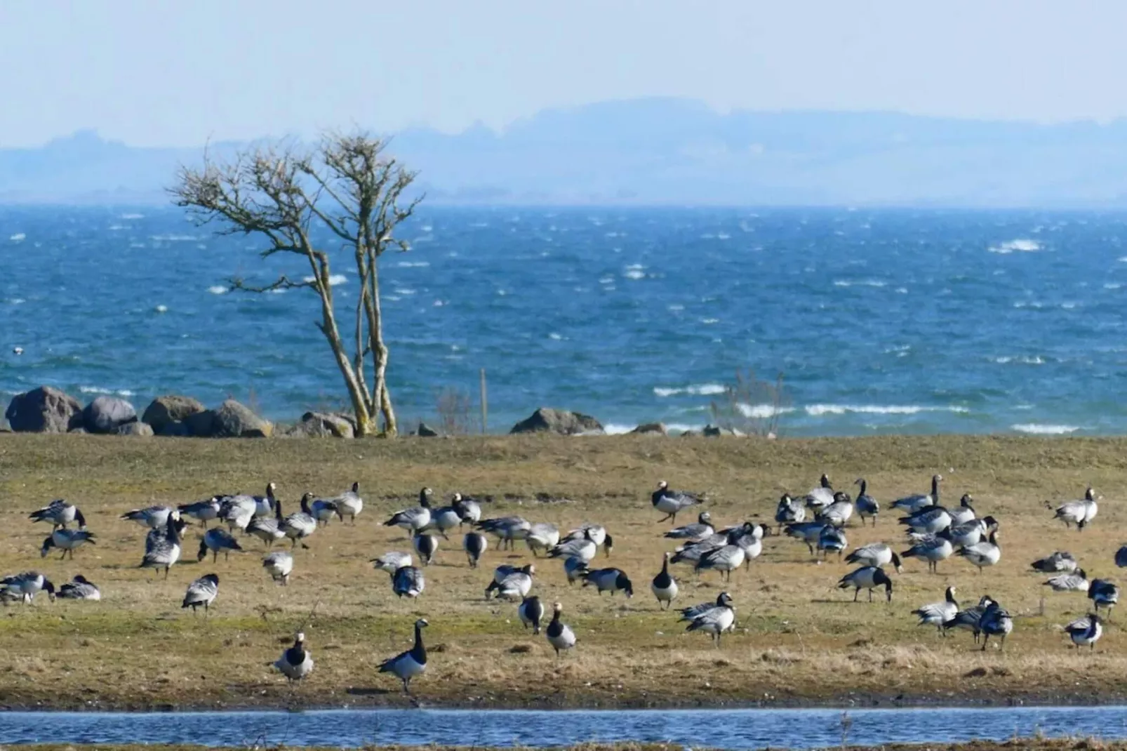 12 persoons vakantie huis in Millinge-Waterzicht
