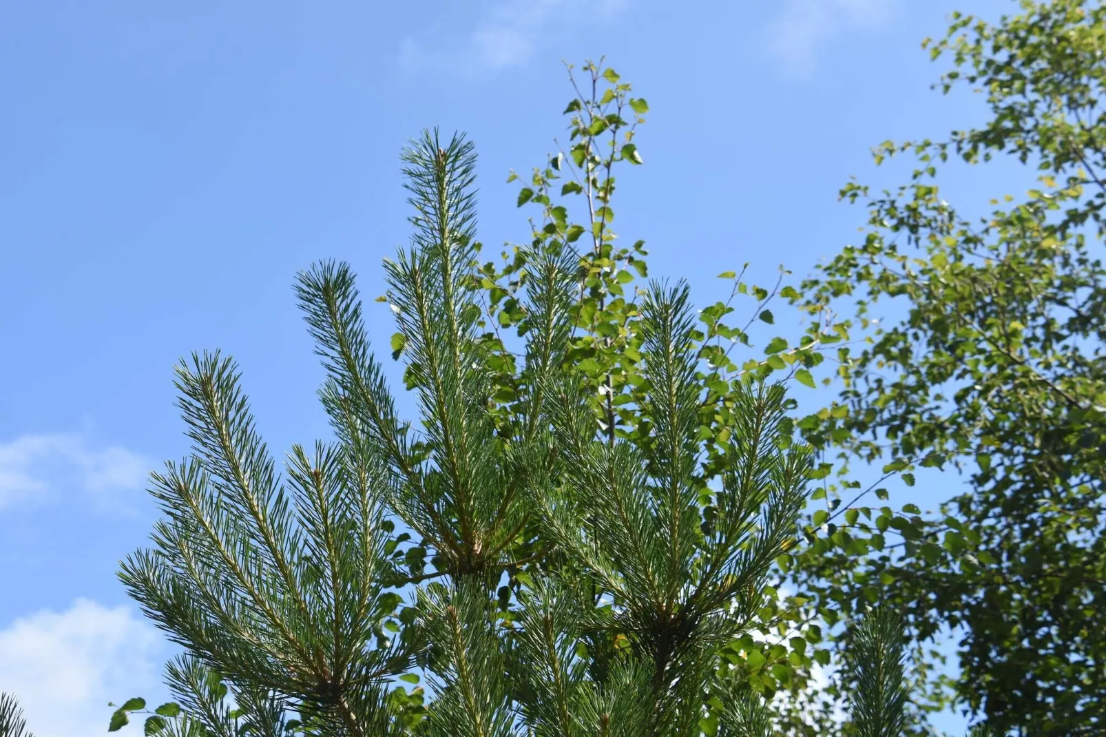 4 persoons vakantie huis in Skagen-By Traum-Niet-getagd