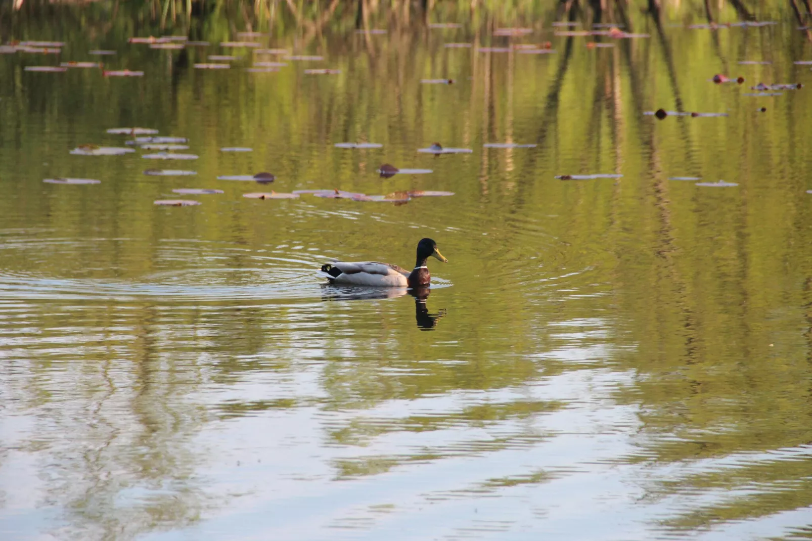 Holiday flat in Kolczewo70 qm for 6 persons-Gebieden zomer 1km