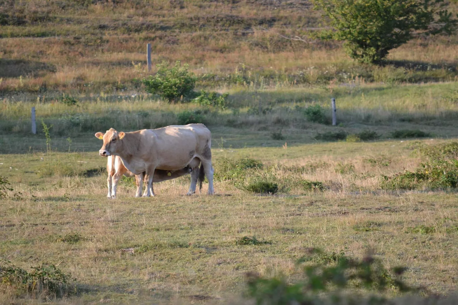 6 persoons vakantie huis in Knebel-By Traum-Niet-getagd