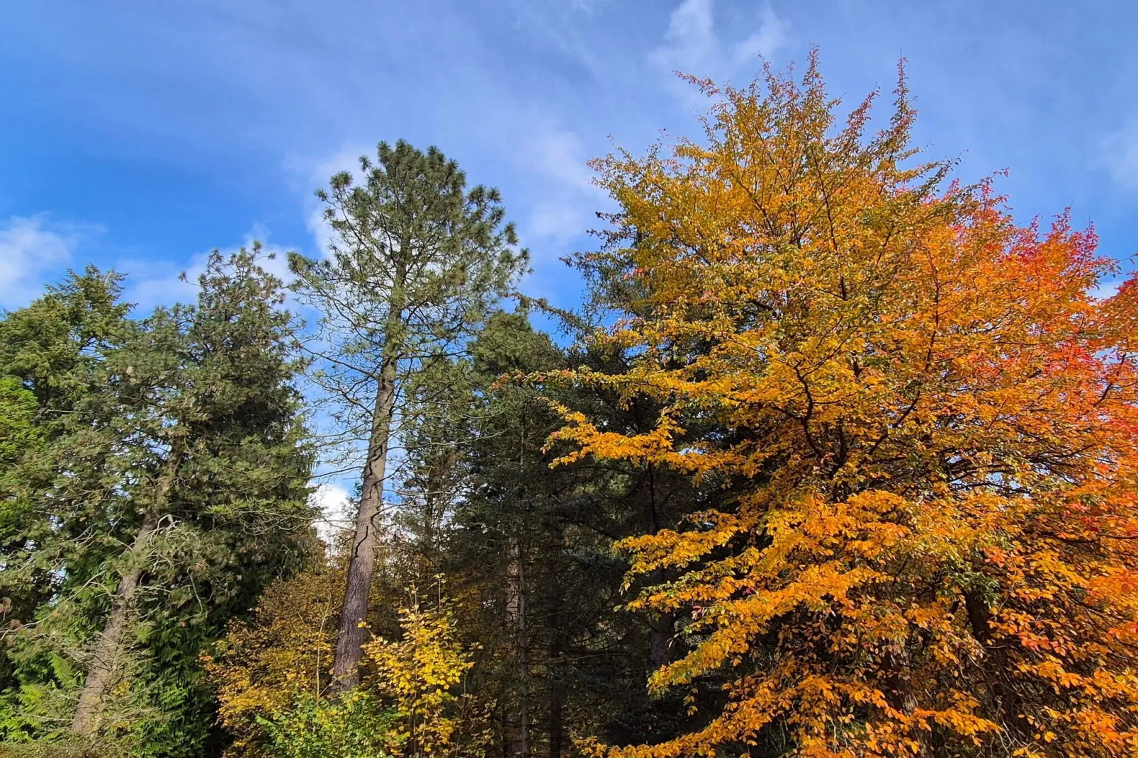 4 sterren vakantie huis in Vedbæk-Niet-getagd