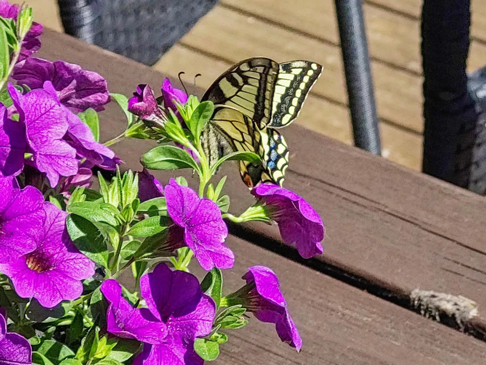 Petäjälahti-Binnen