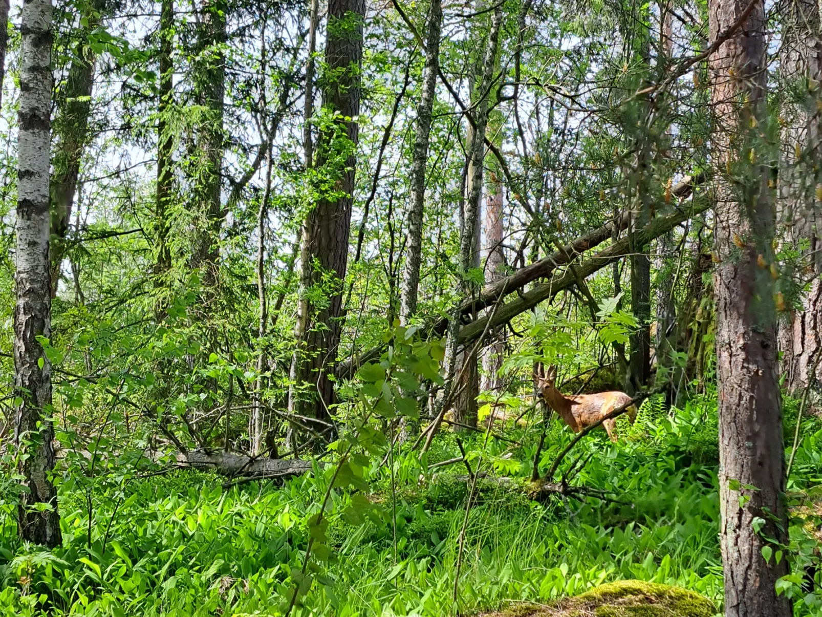 Villa kallahti beach view helsinki-Binnen