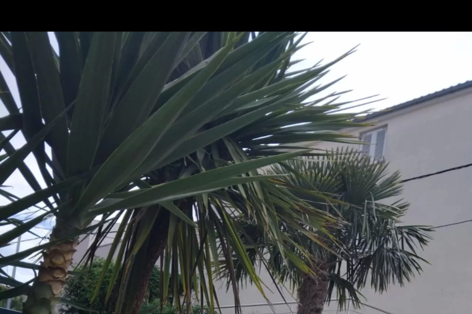 Villa Marija - Five Bedroom Villa with Terrace and Swimming Pool-Tuinen zomer