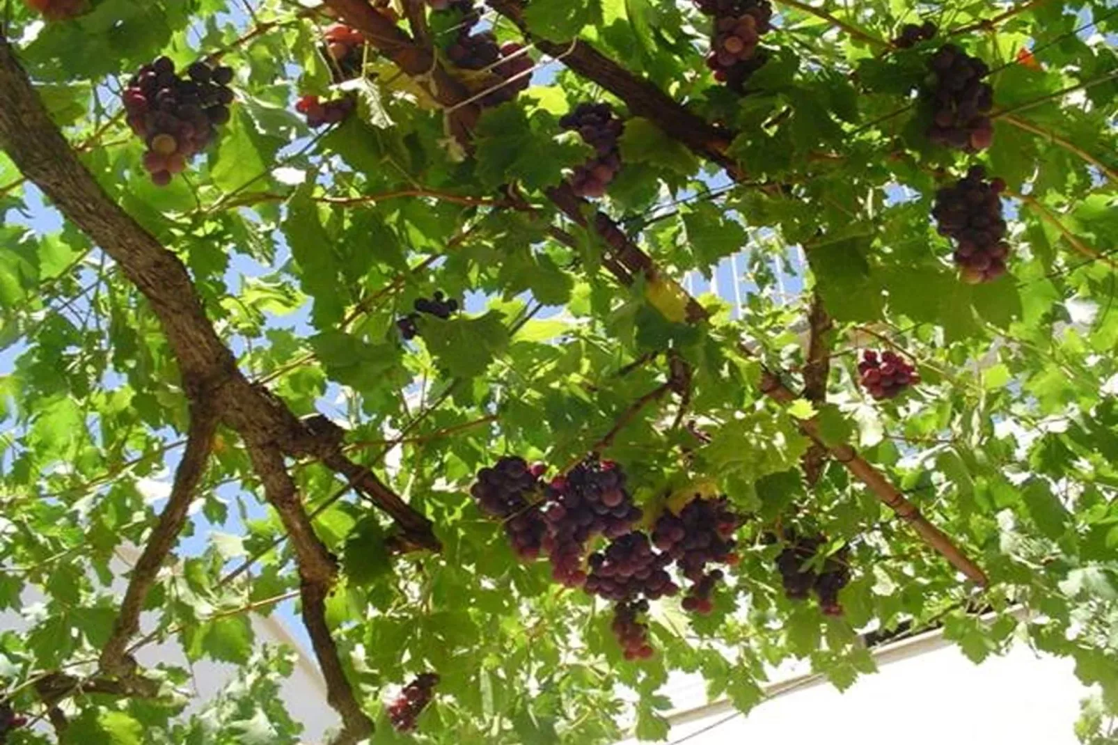 Apartments A&N Pakoštane - Two Bedroom Apartment with Sea View  (A2)-Buitenlucht