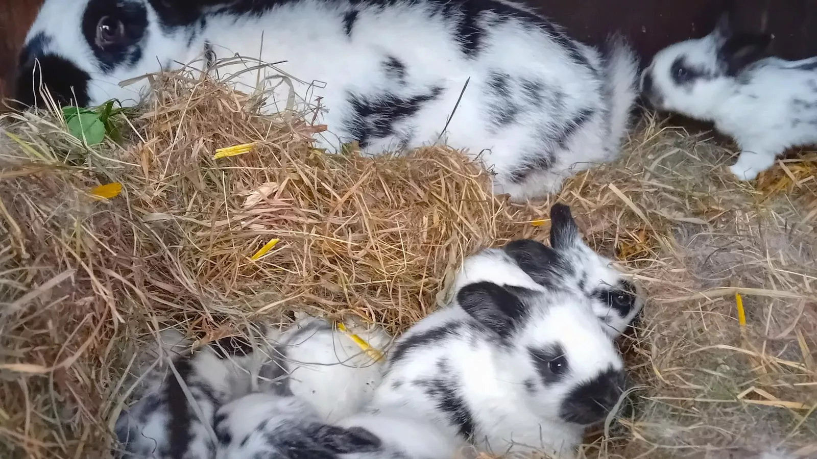 Waldacher Hof-Faciliteiten