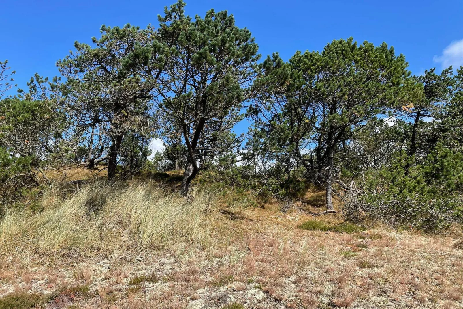 4 persoons vakantie huis in Nørre Nebel-Niet-getagd