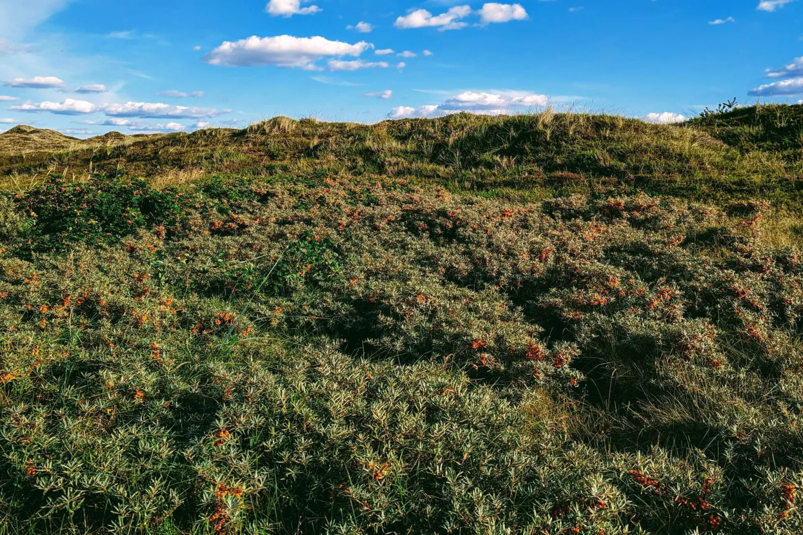 6 persoons vakantie huis in Nørre Nebel-Niet-getagd