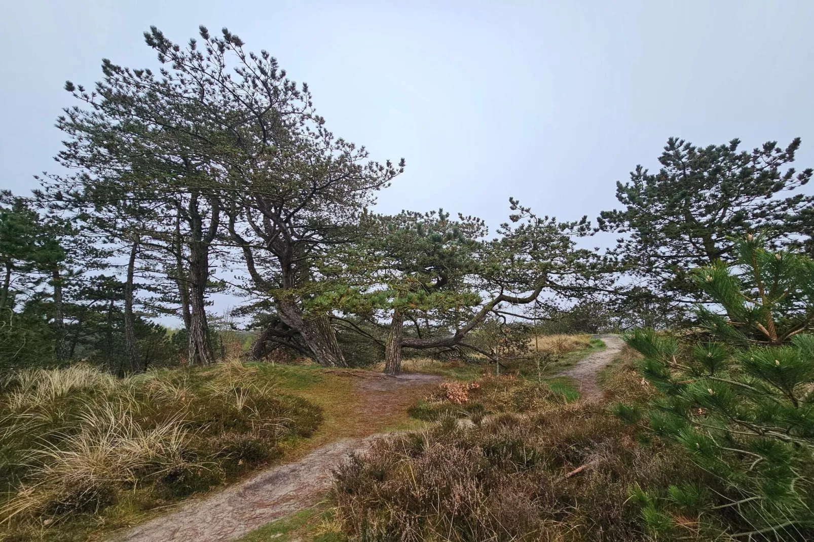 6 persoons vakantie huis in Rømø-By Traum-Niet-getagd