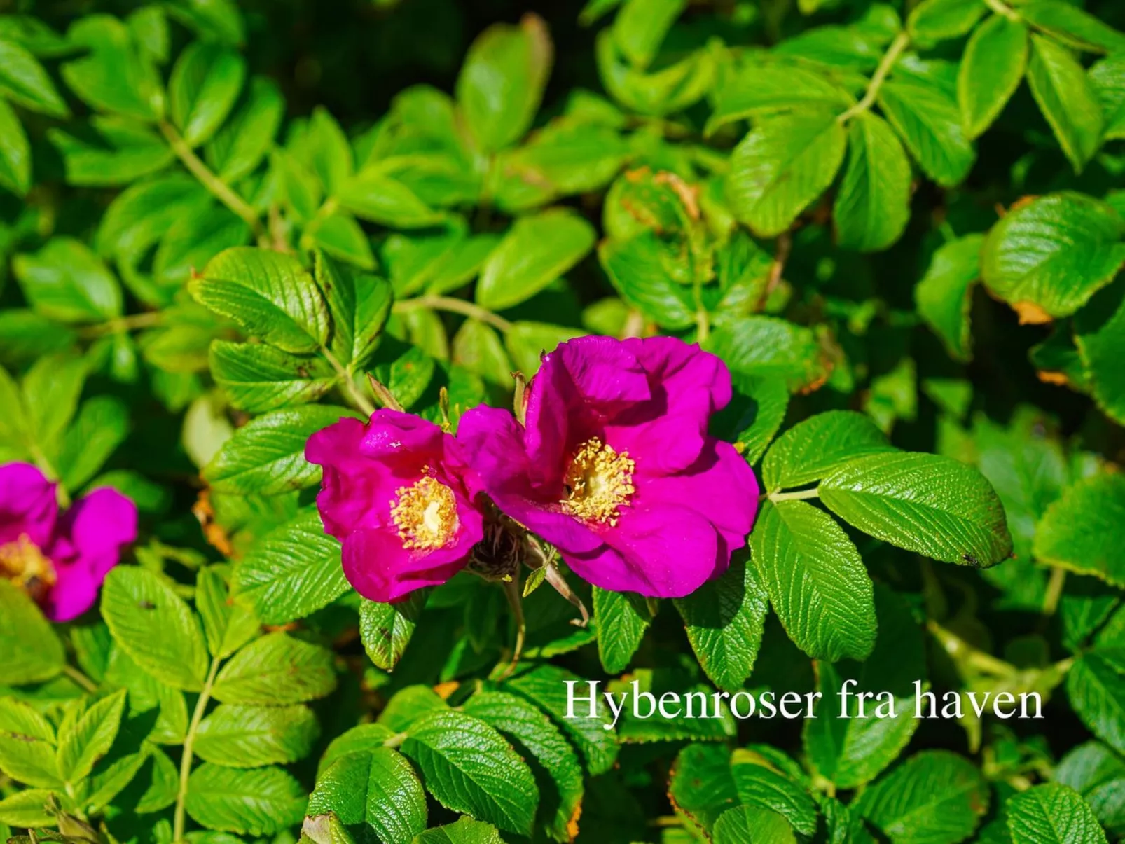 "Ingwald" - 50m from the sea-Buiten