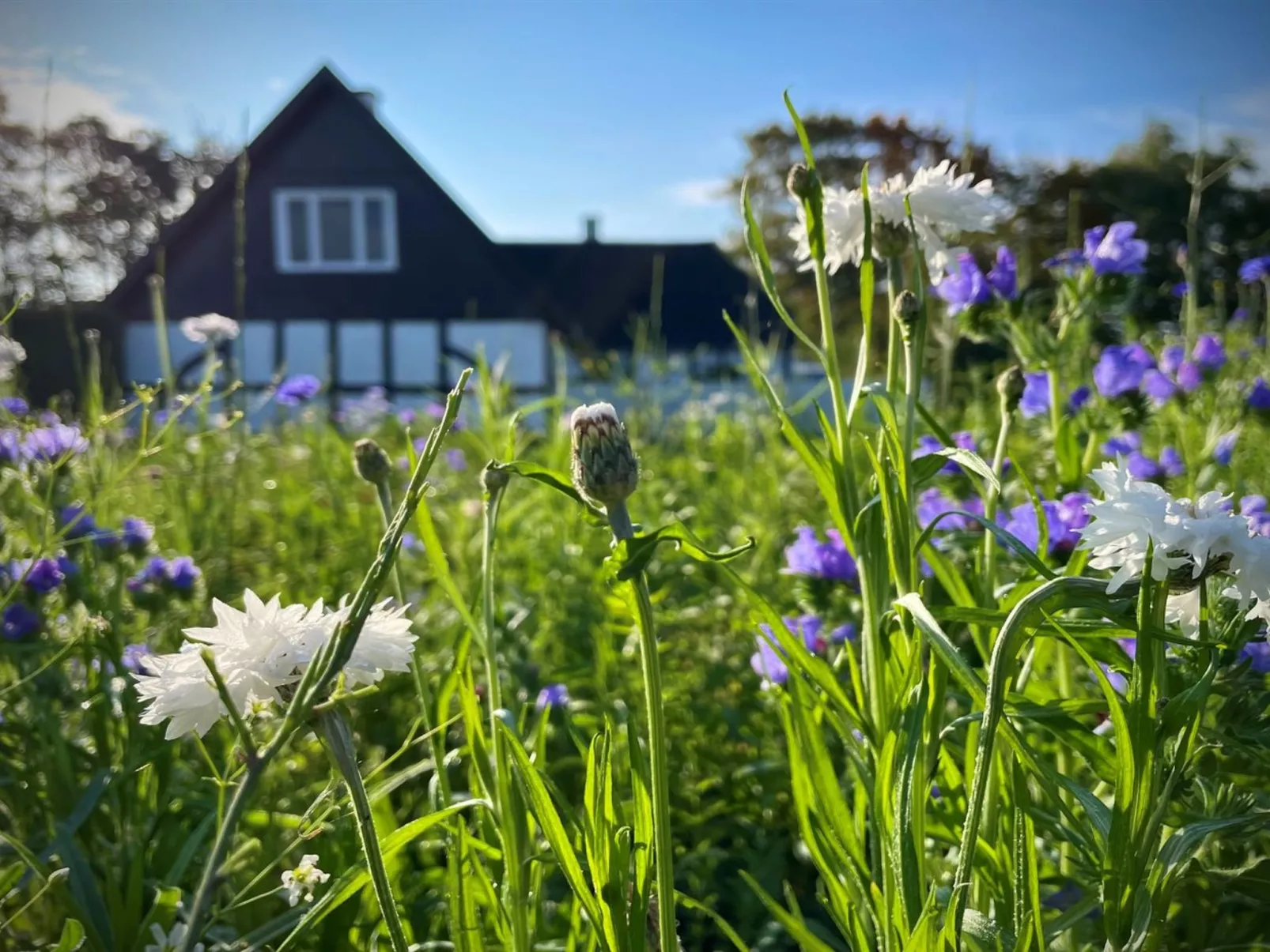 "Ilkka" - 220m from the sea-Buiten