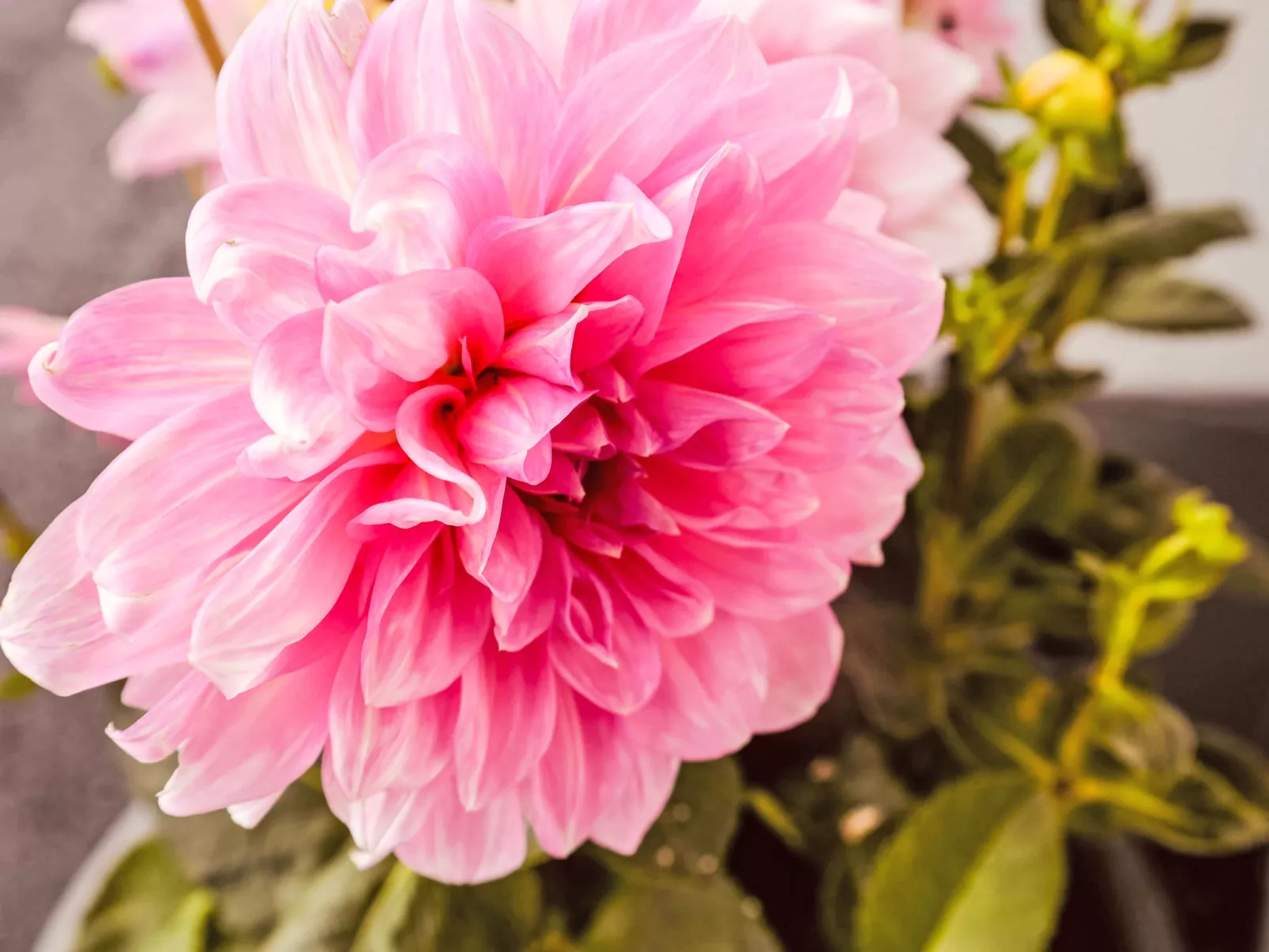 Waidmannsheil - 67qm-Binnen