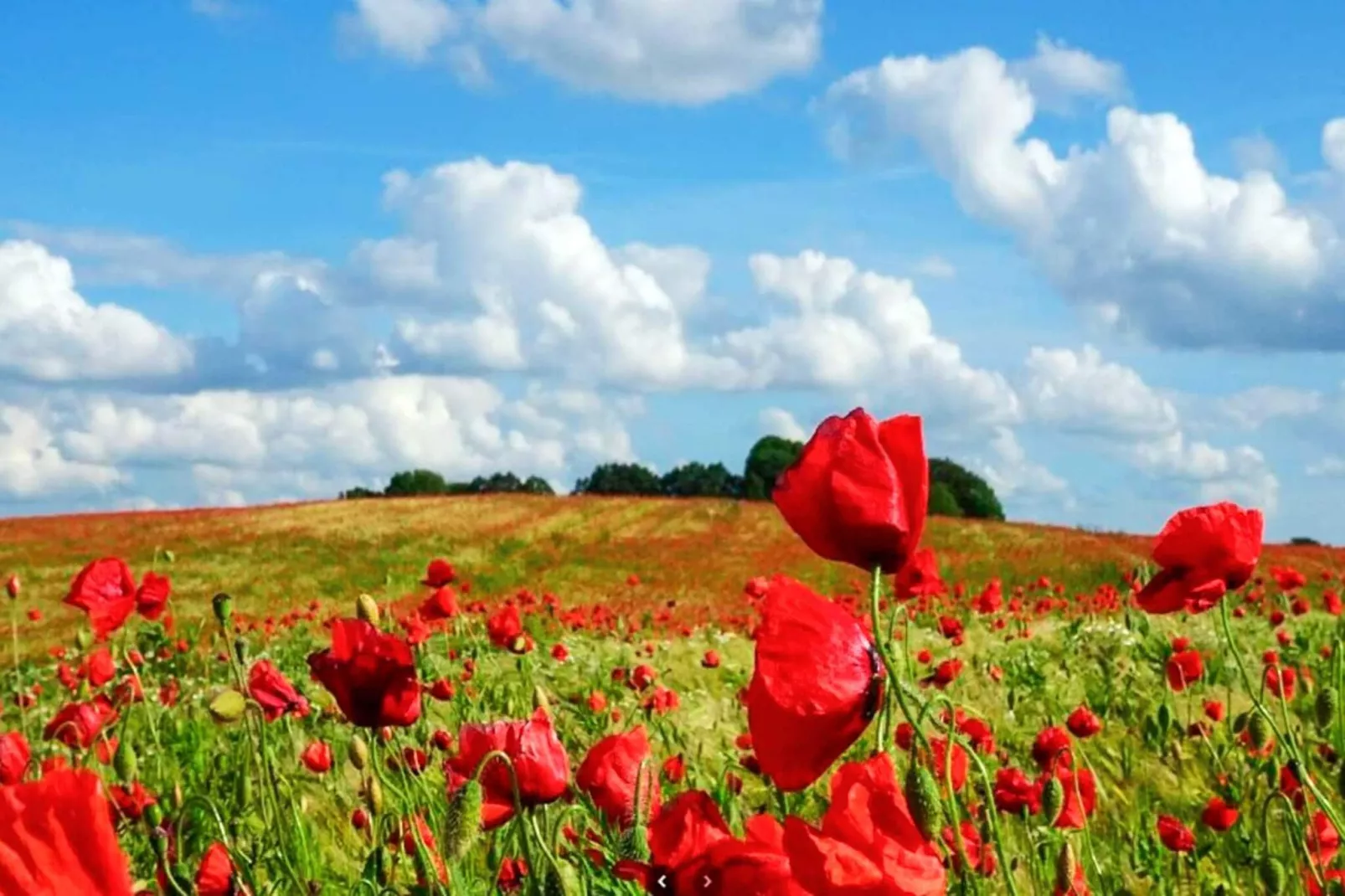 10 persoons vakantie huis in Slagelse-Waterzicht