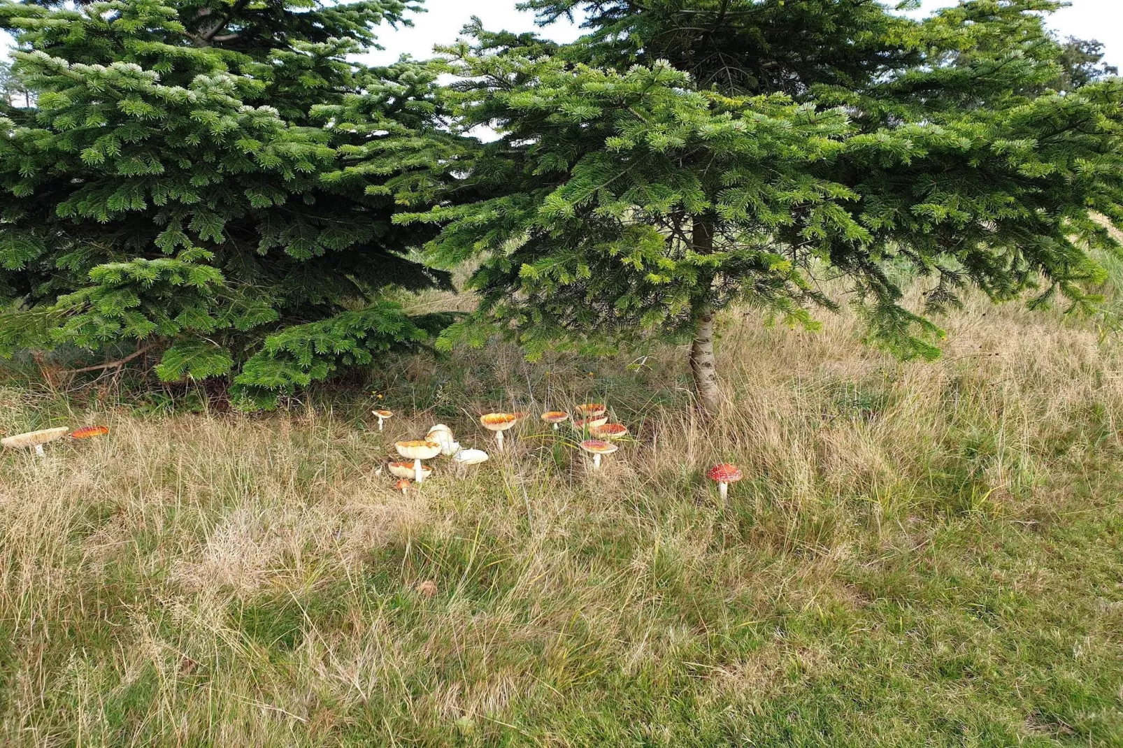 6 persoons vakantie huis in Idestrup-By Traum-Niet-getagd