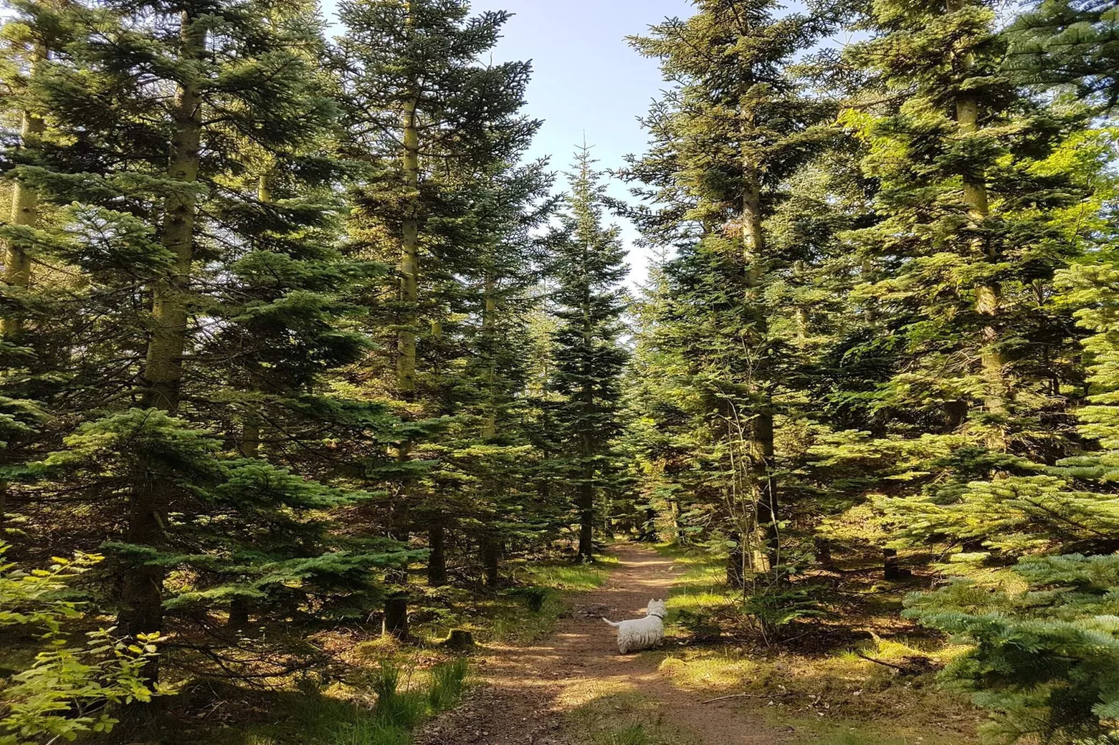Familiehuisje met terras en gazon-Niet-getagd