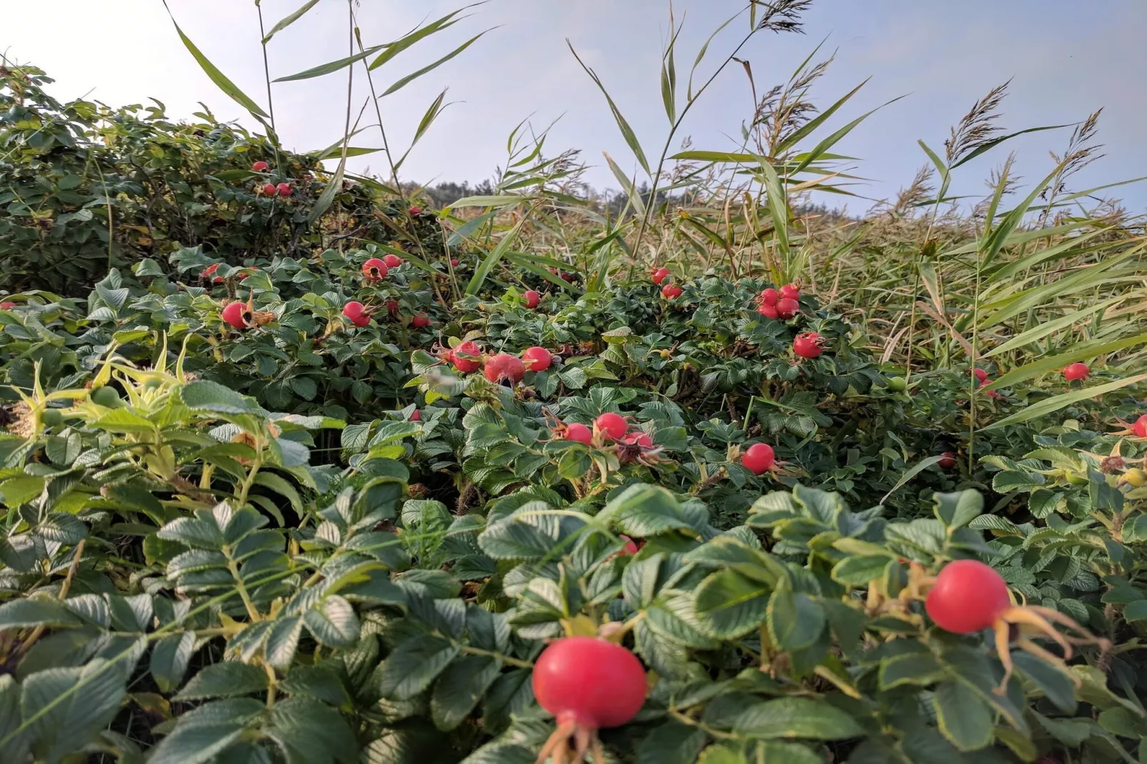 6 persoons vakantie huis in Hurup Thy-By Traum-Niet-getagd