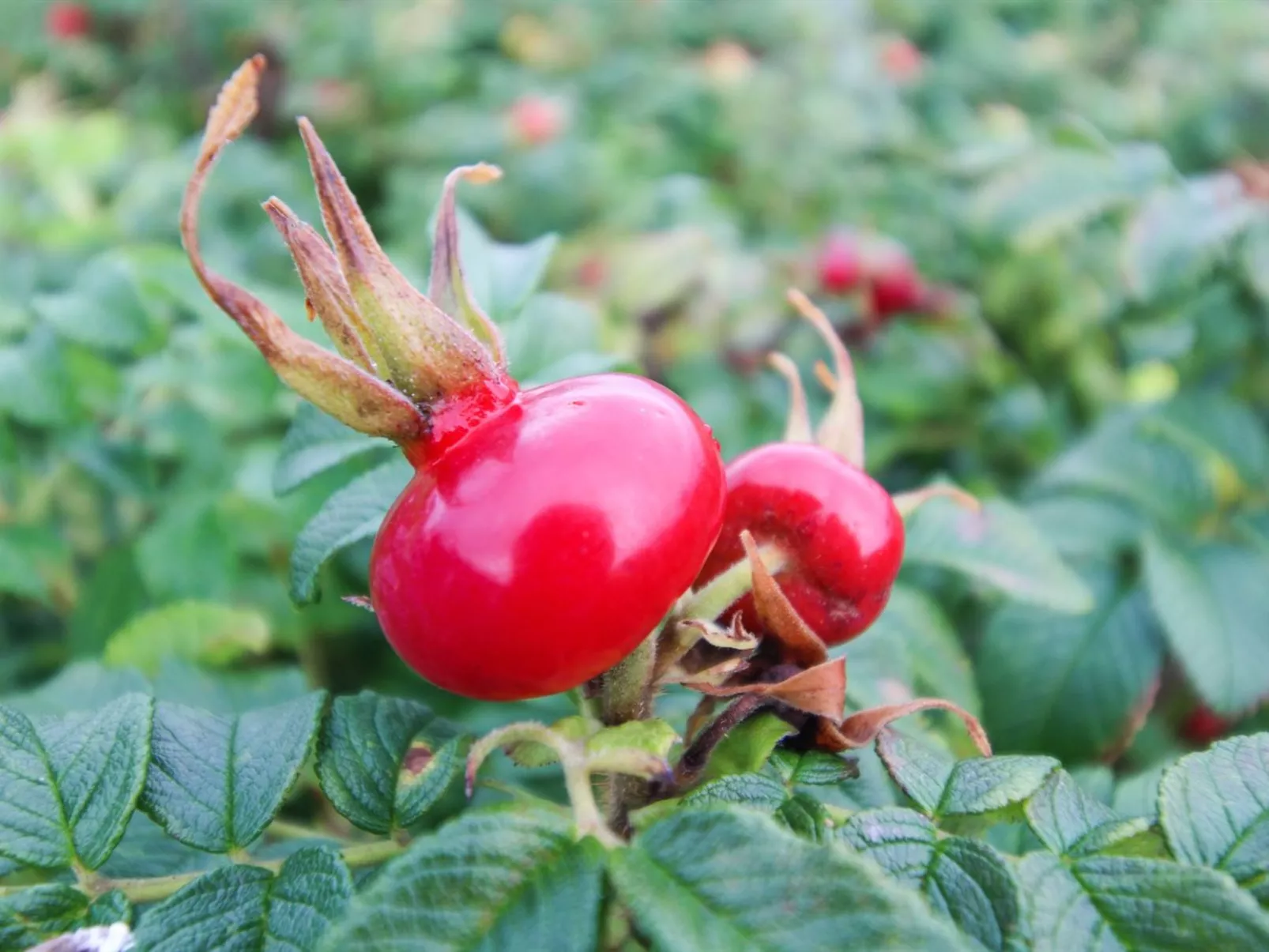 "Radojka" - 75m from the sea-Buiten