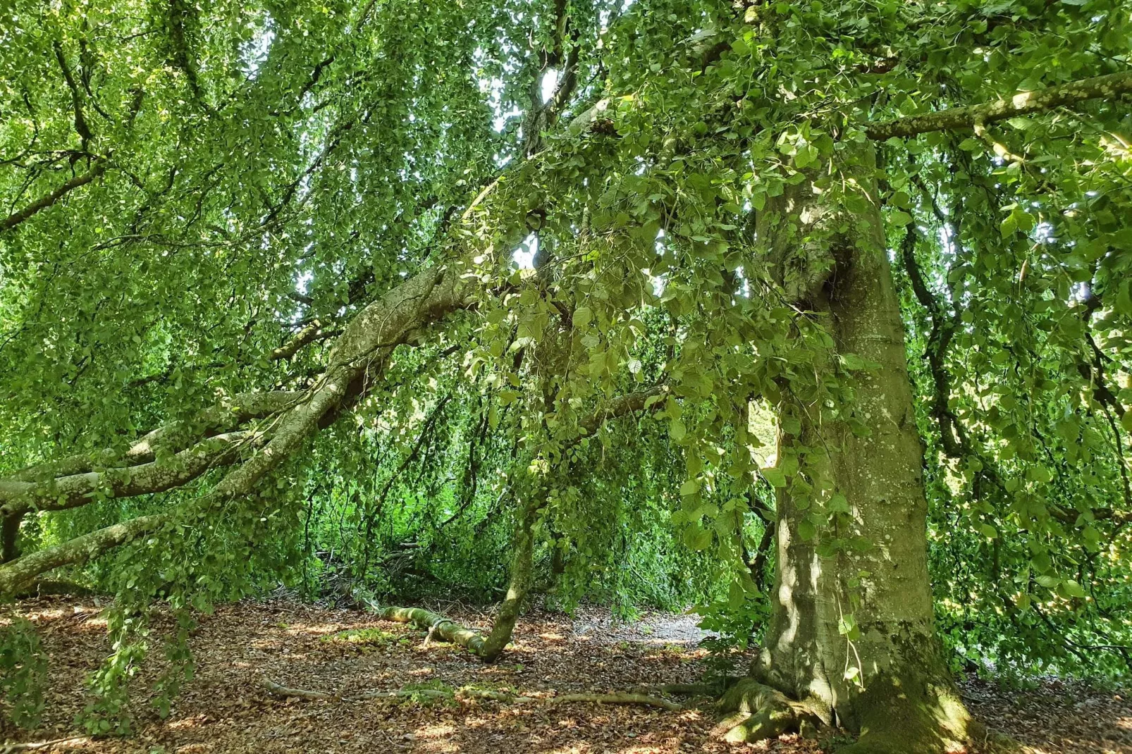 8 persoons vakantie huis in Øster Assels-By Traum-Niet-getagd