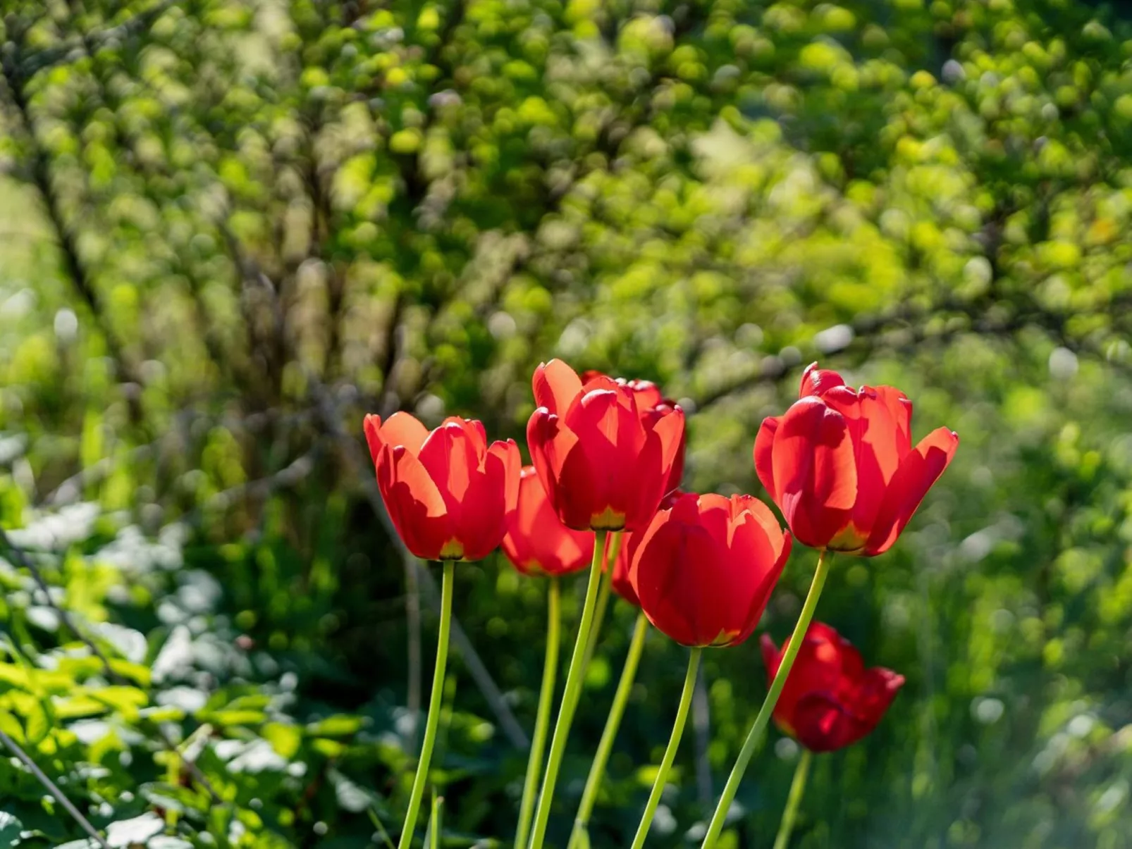 "Manfred" - 250m from the sea-Buiten