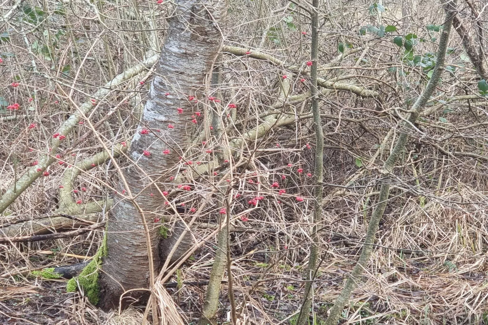 8 persoons vakantie huis in Ebeltoft-Niet-getagd