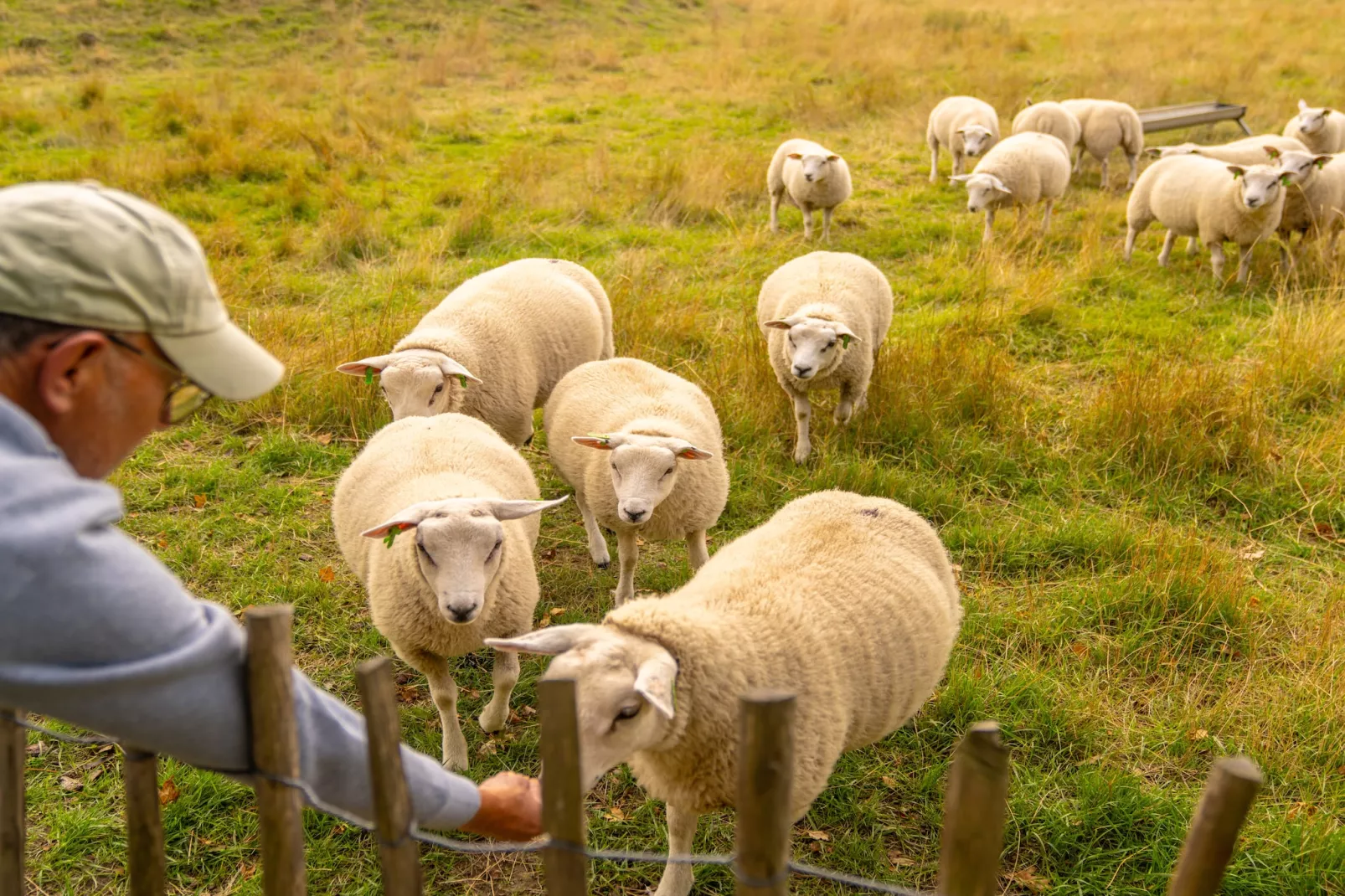 Beach Resort Brouwersdam 2-Parkfaciliteiten