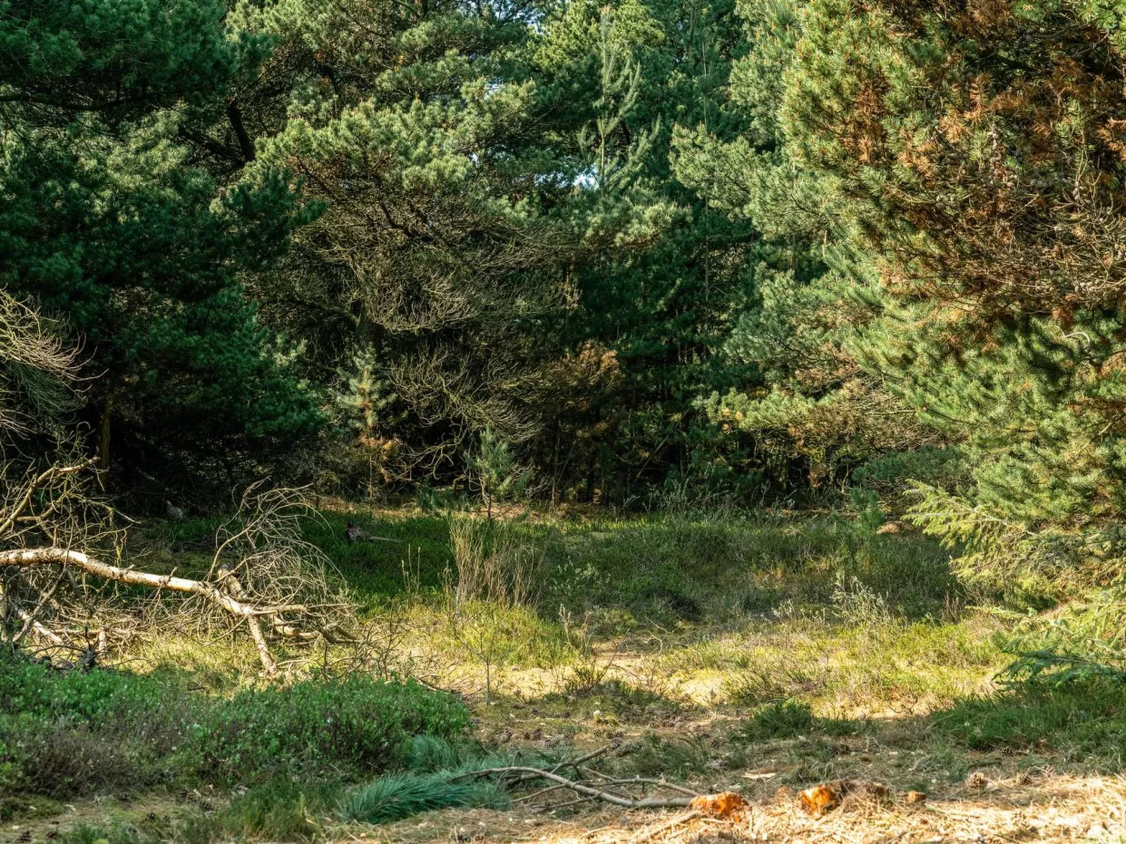 "Herborg" - 1km from the sea-Buiten