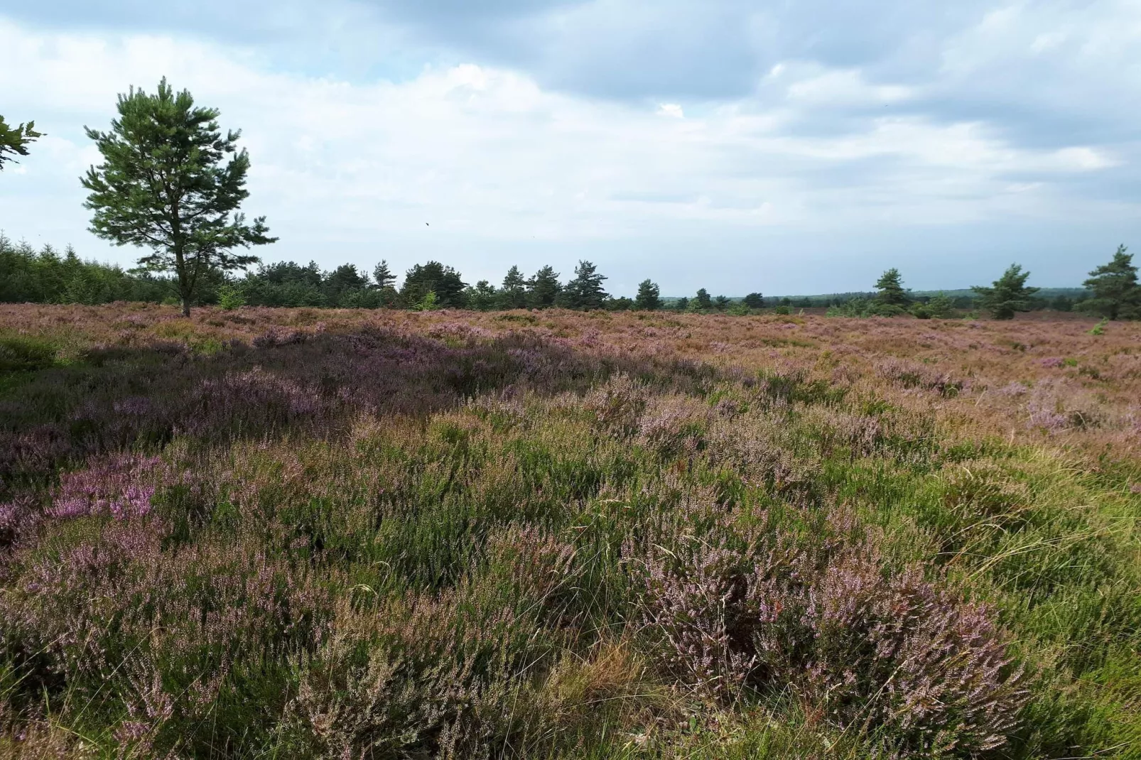 Vakantiehuis in Midden-Jutland-Niet-getagd
