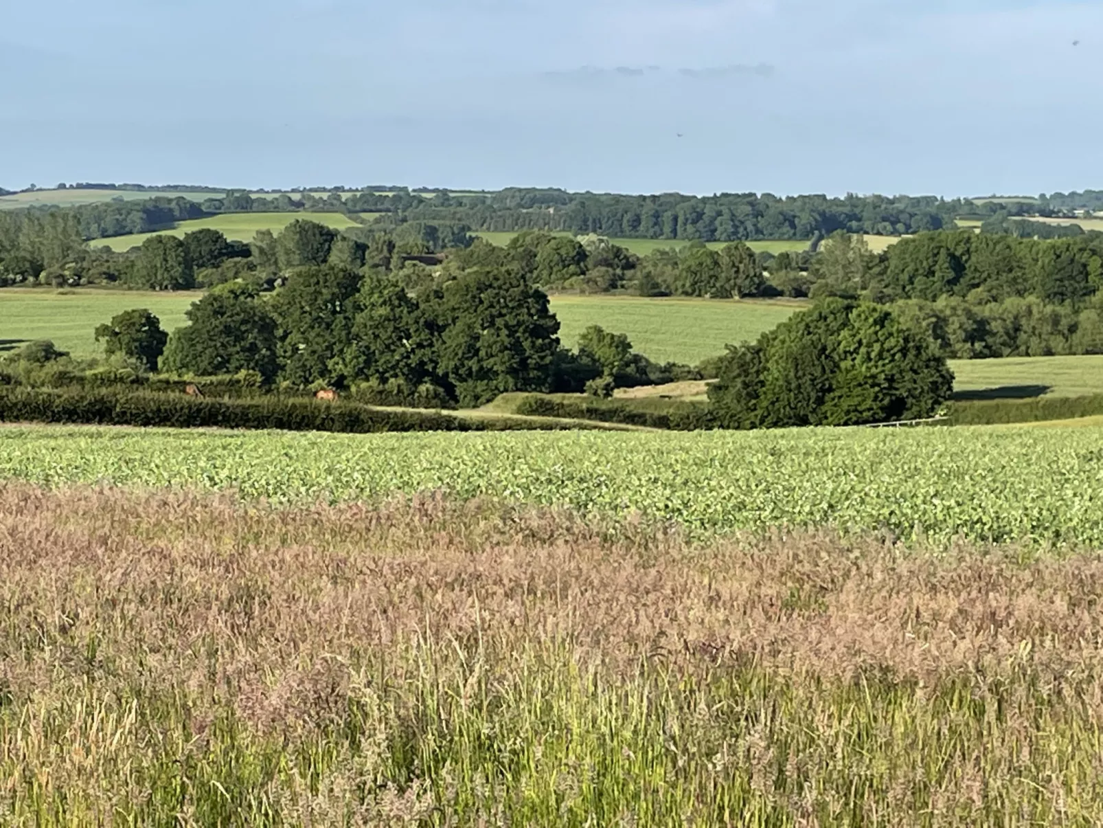 The Cornflower-Binnen