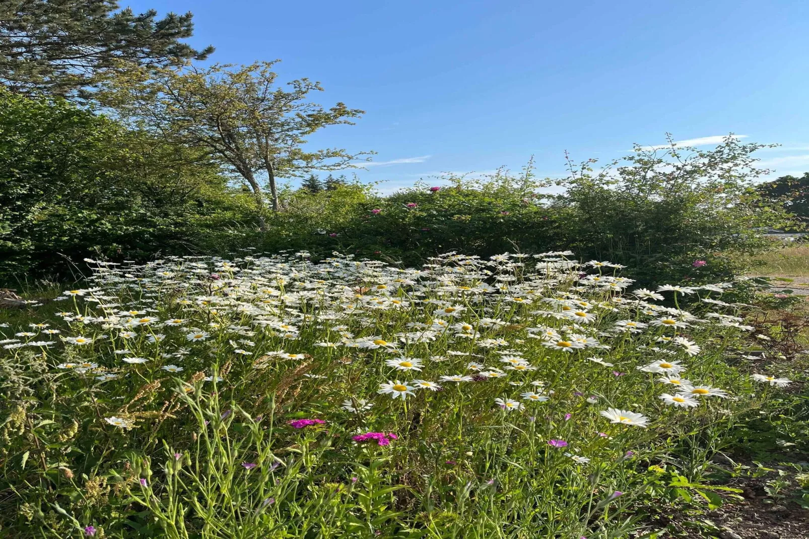 5 sterren vakantie huis in Tranekær-Niet-getagd