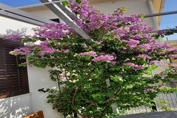 Apartments Sea Eyes - Two Bedroom Apartment with Balcony and Sea View (Kat)-Tuinen zomer