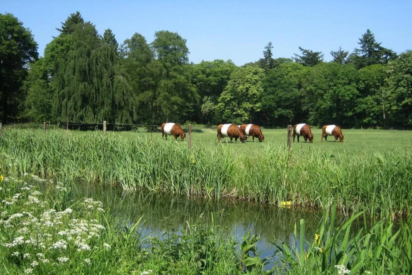 Vakantiepark De Lochemse Berg 1-Gebieden zomer 20km