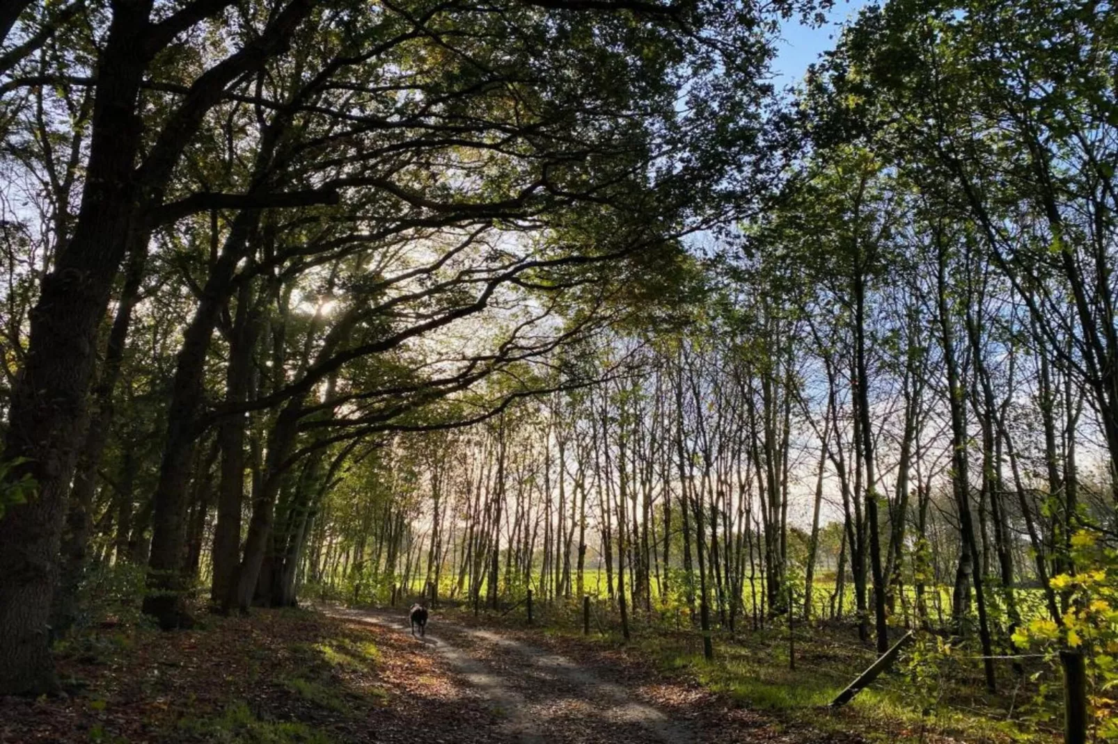 Vakantiepark De Lochemse Berg 2-Gebieden zomer 20km