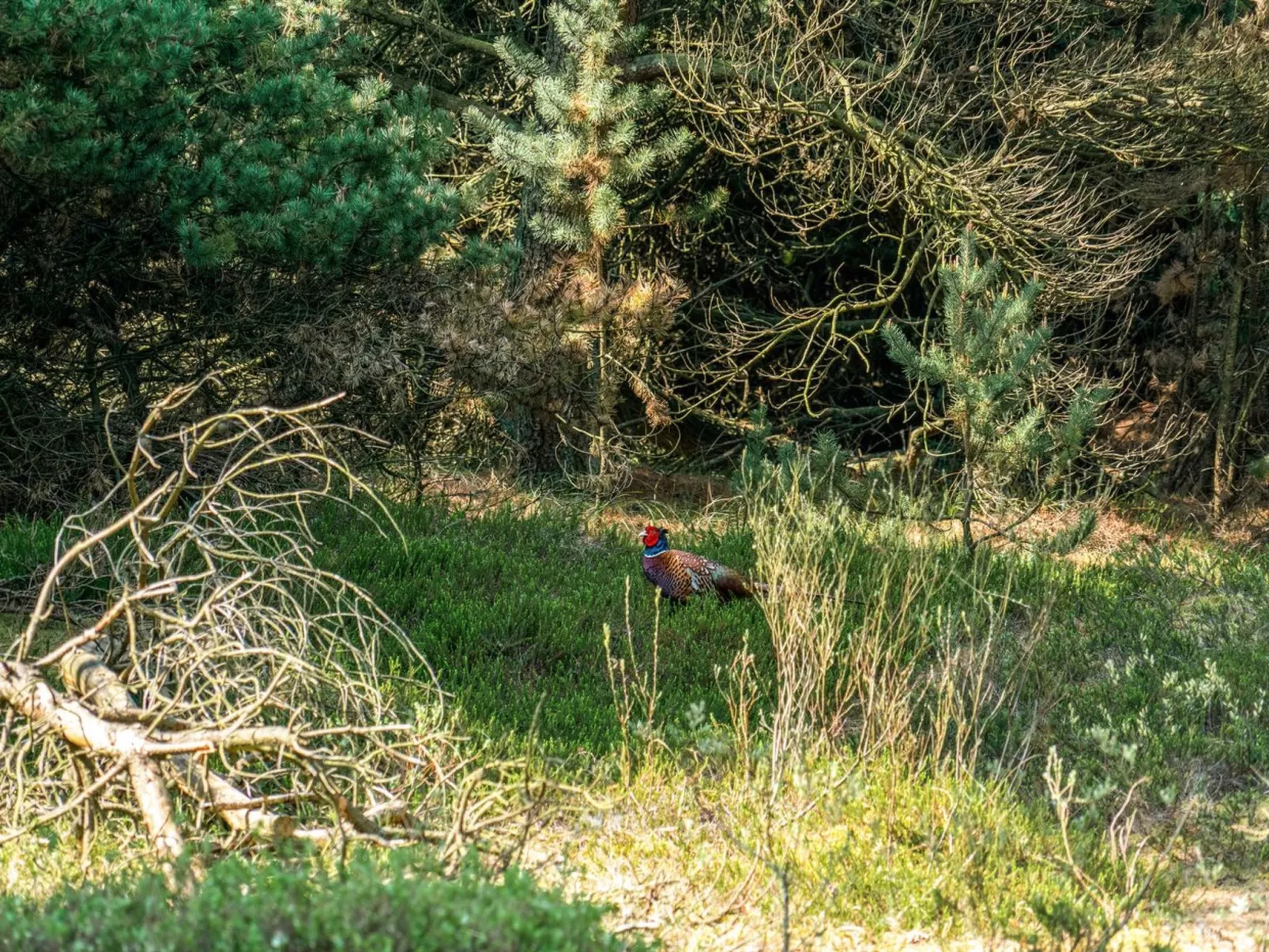 "Herborg" - 1km from the sea-Buiten