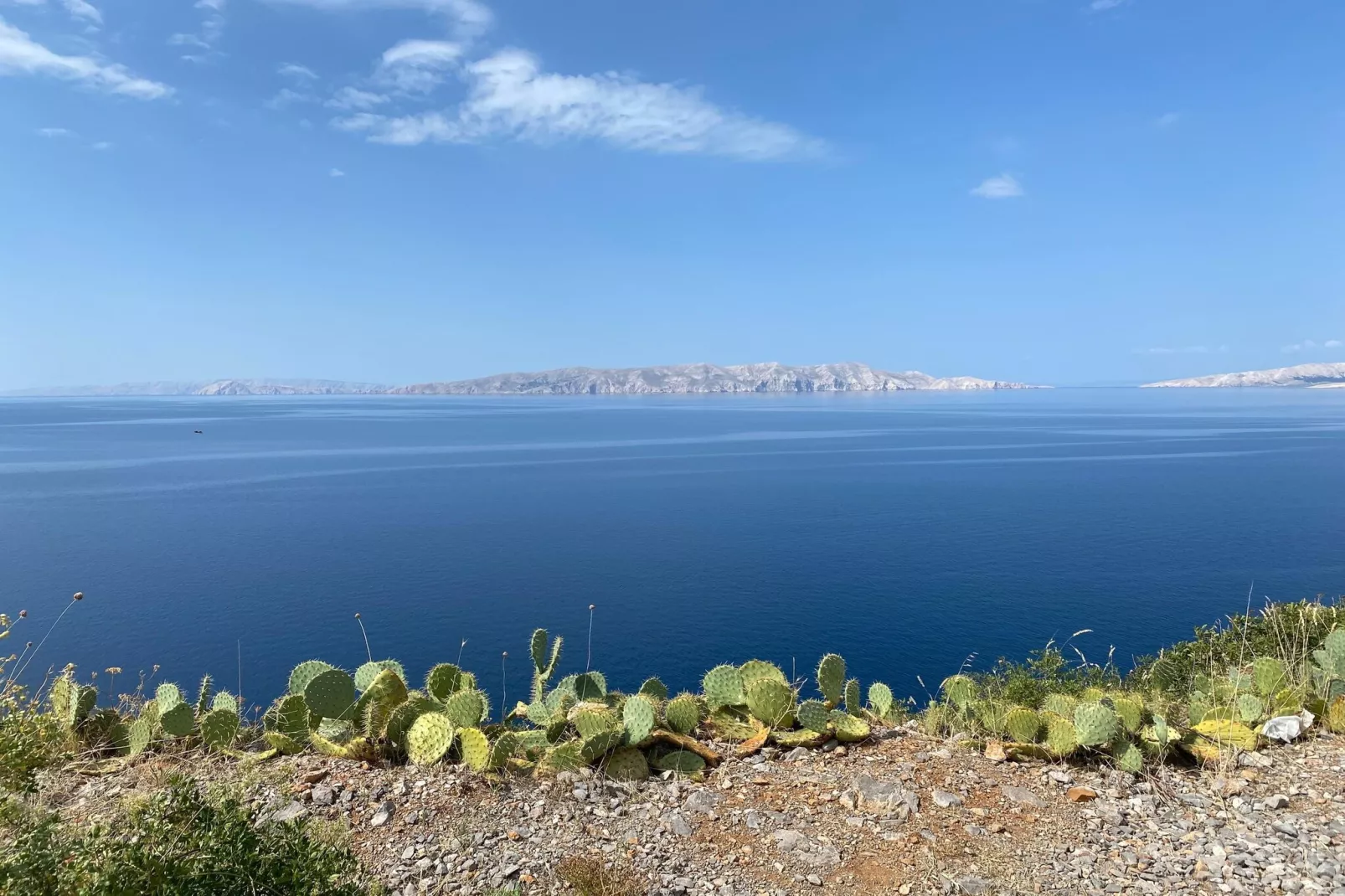 Niko 1-Gebieden zomer 1km