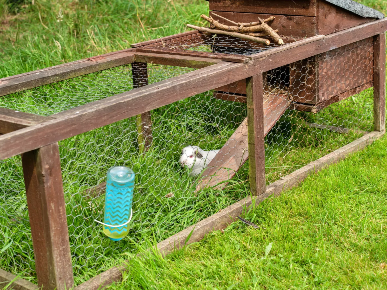 Beech Lotus Belle Tent-Buiten