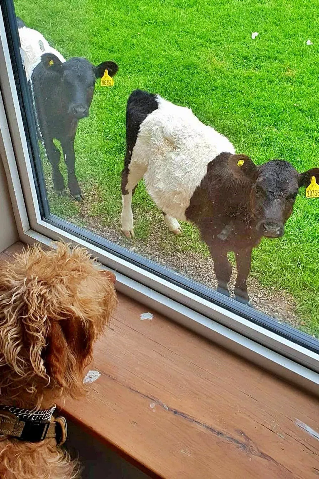 Ingleside Cottage-Buiten