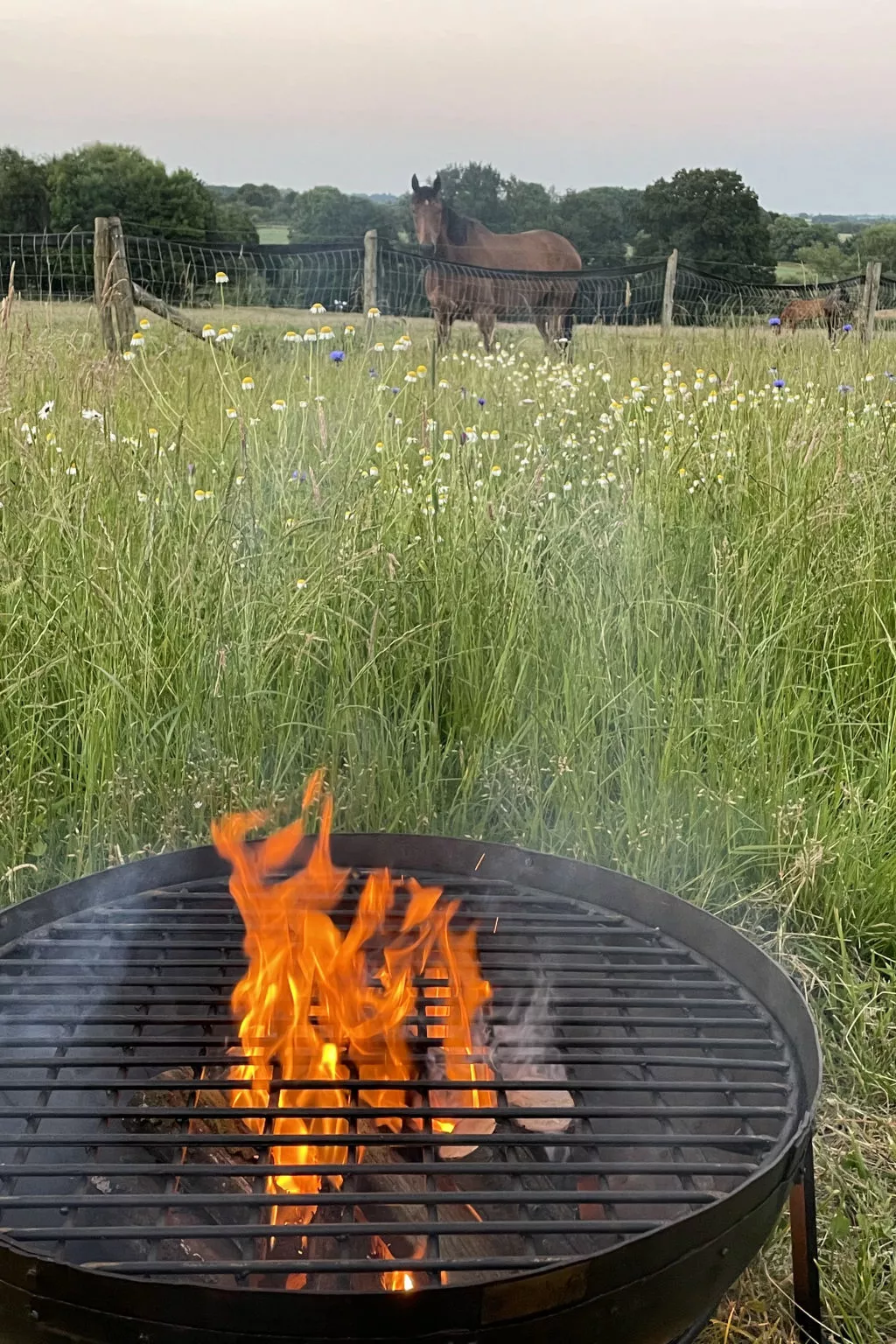 The Cornflower-Binnen