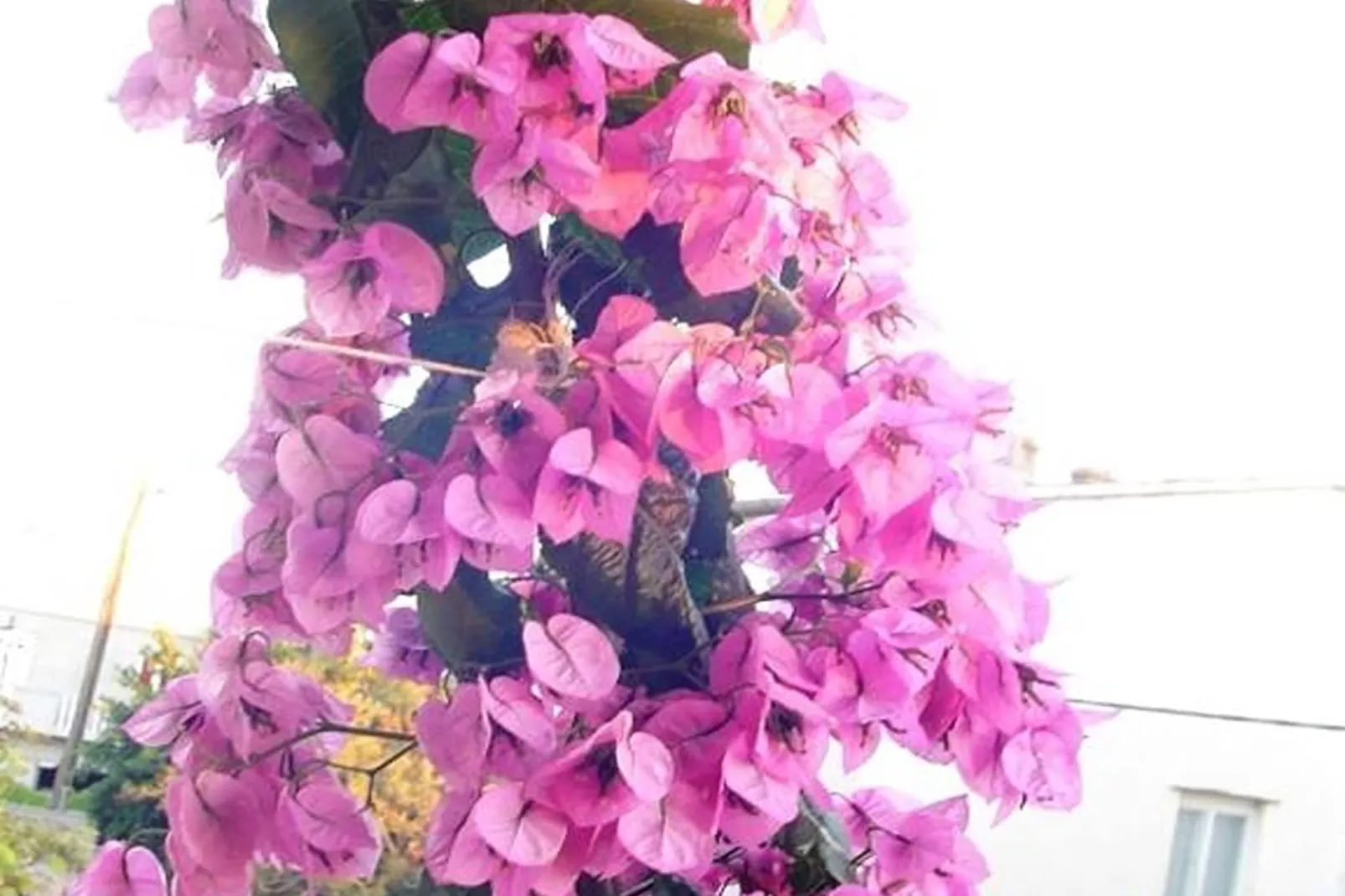 Apartments A&N Pakoštane - One Bedroom Apartment with Sea View and Balcony (A1)-Buitenlucht