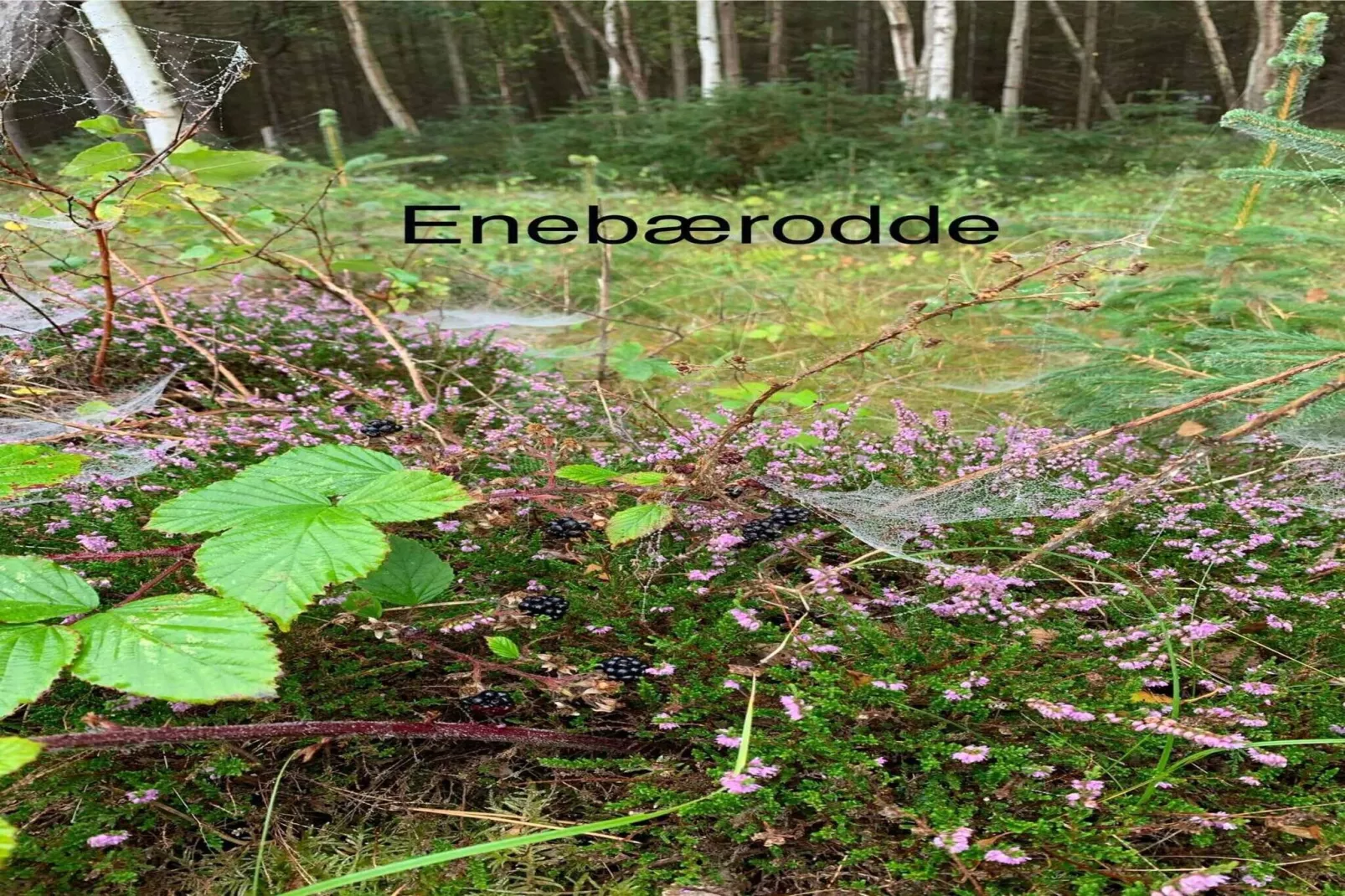 5 sterren vakantie huis in Otterup-Niet-getagd