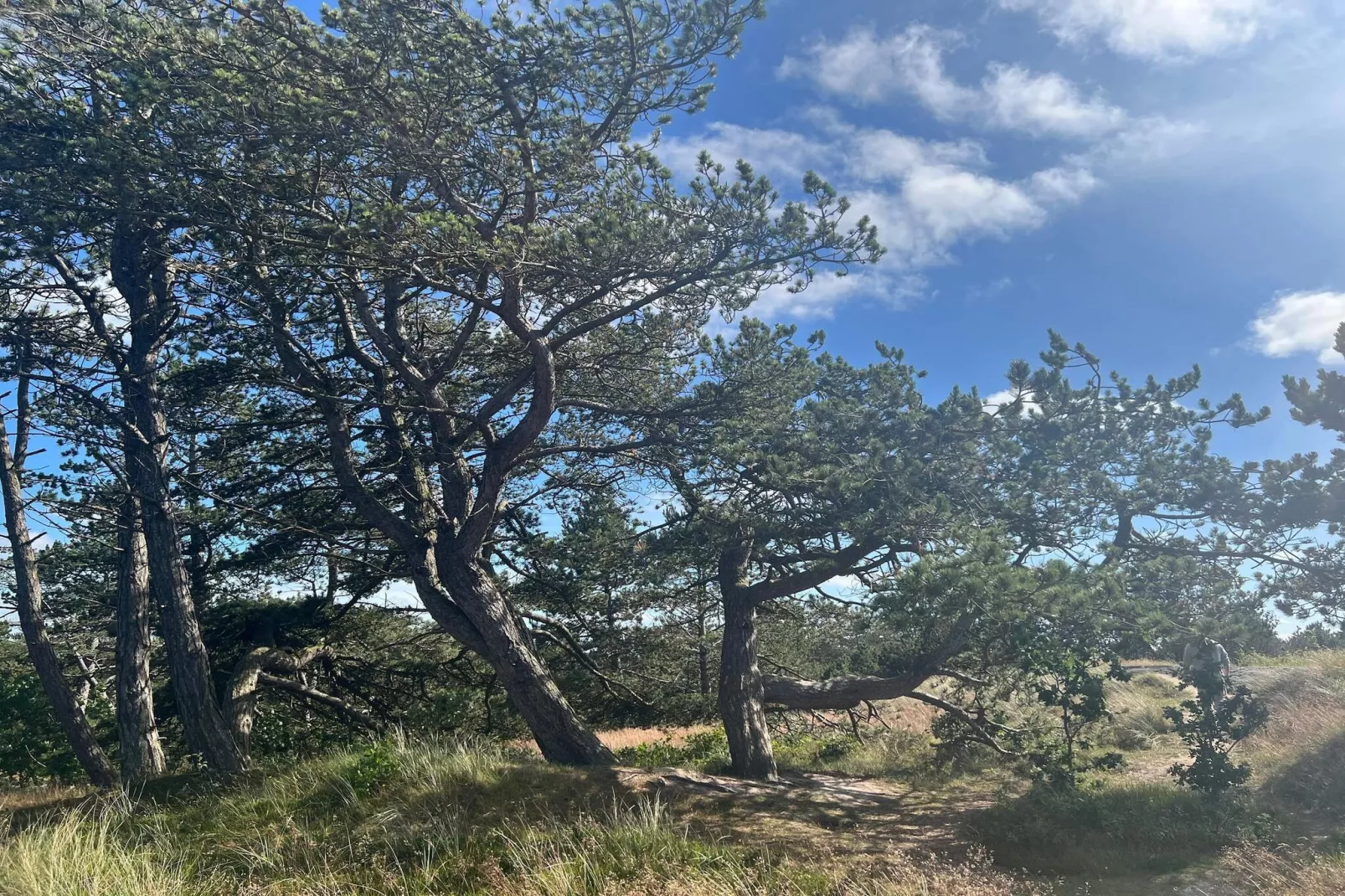 6 persoons vakantie huis in Rømø-By Traum-Niet-getagd