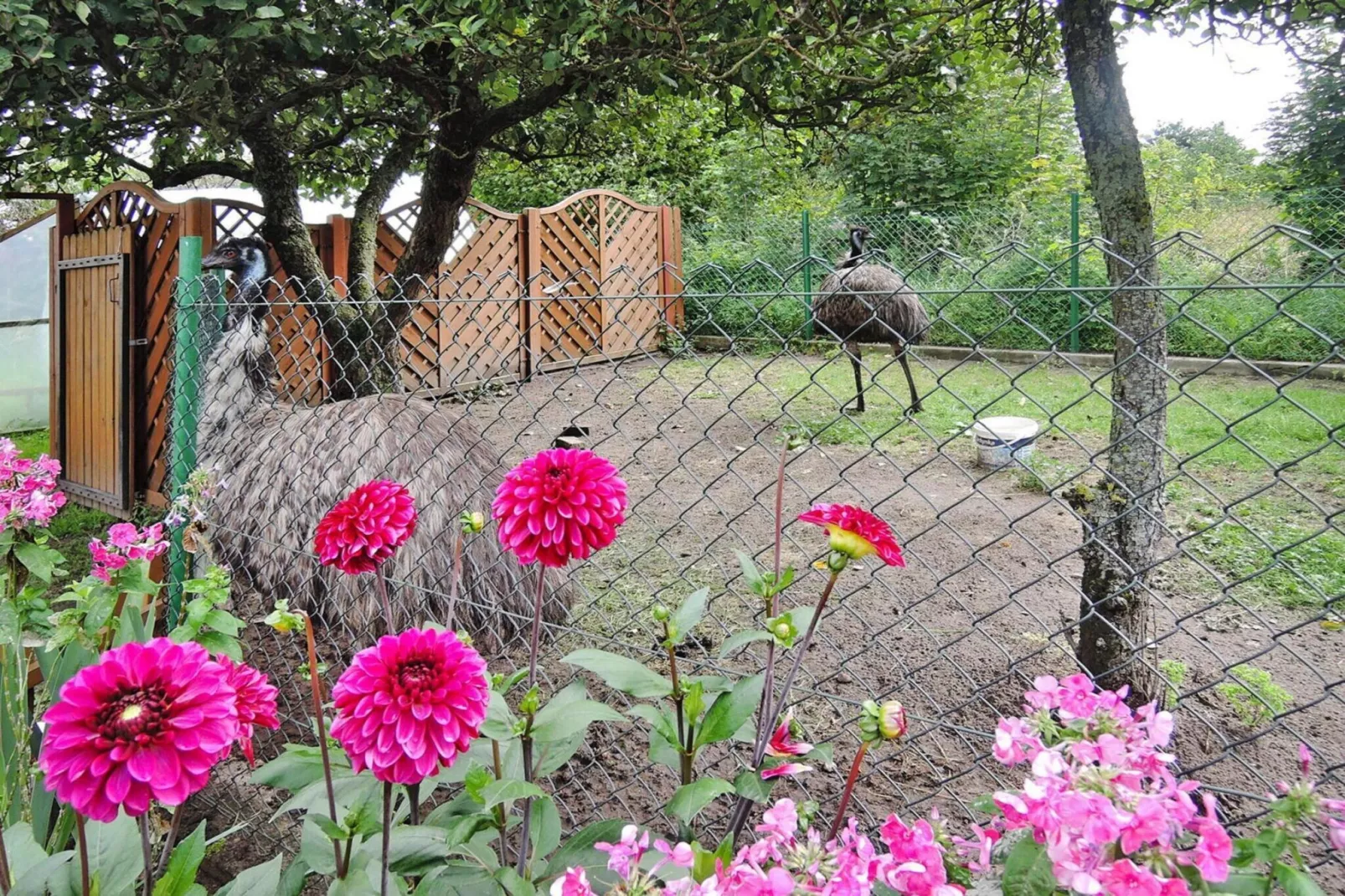 Holiday home Kolczewo 55 qm 5 Pers-Tuinen zomer