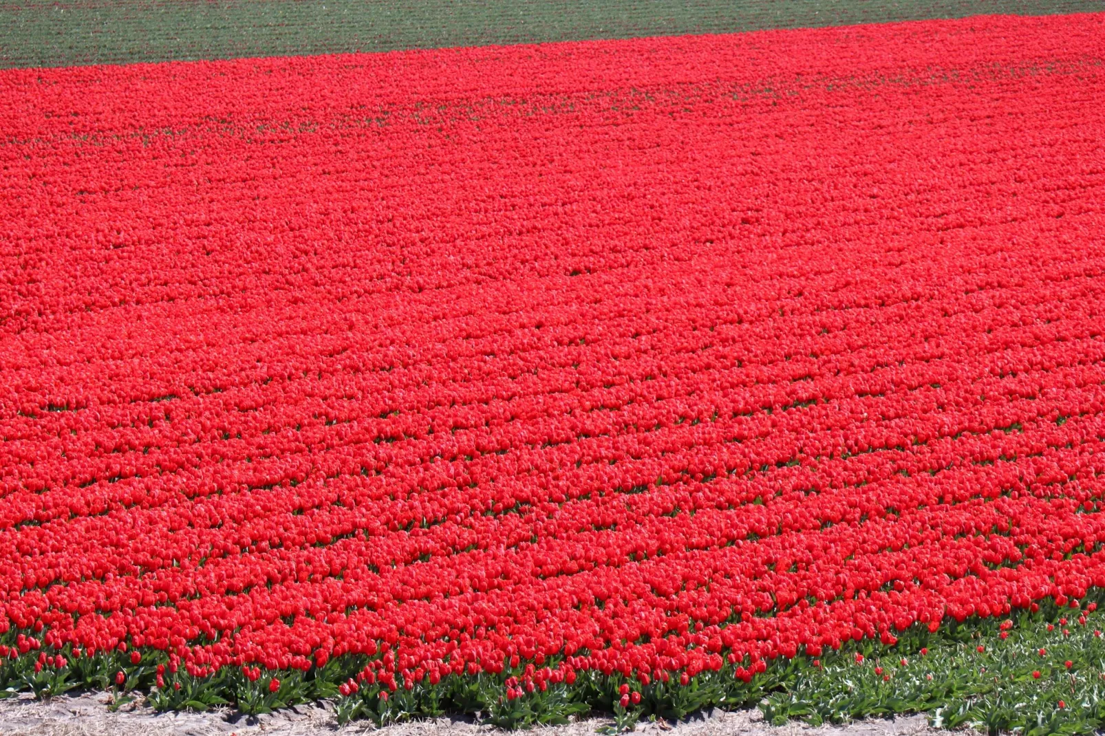 Vossehoeck 2-Gebieden zomer 5km