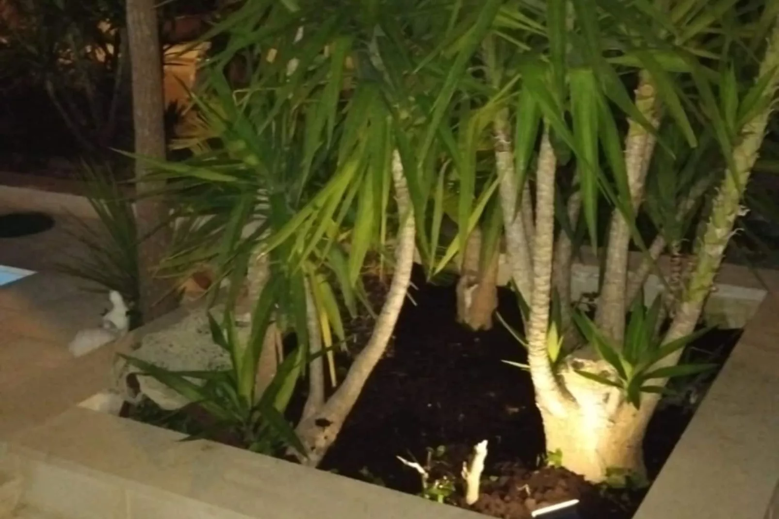 Villa Marija - Five Bedroom Villa with Terrace and Swimming Pool-Tuinen zomer