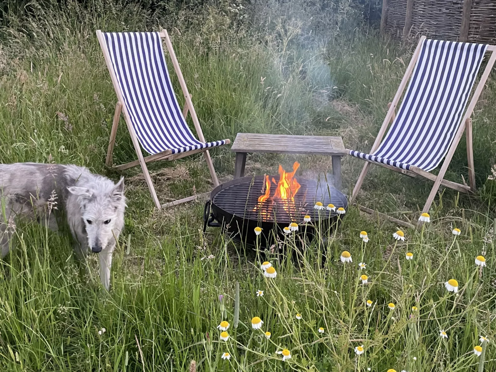 The Cornflower-Binnen