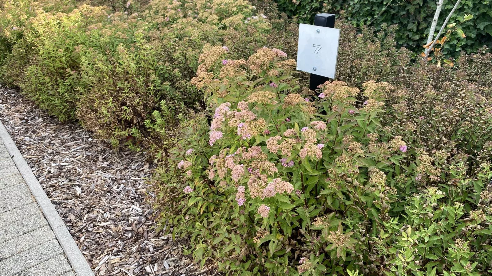 Duinengolf H7-Tuin winter